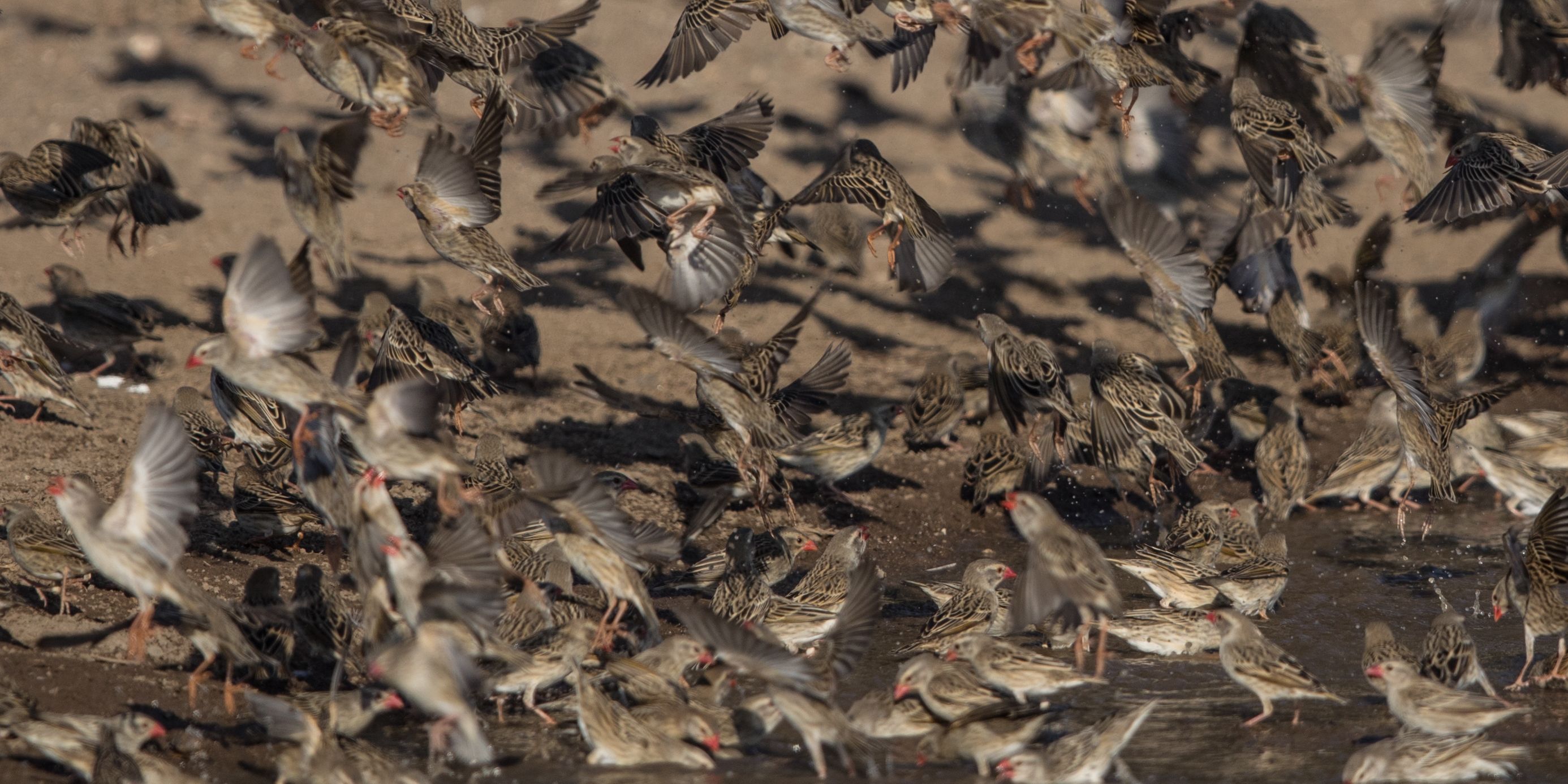 safari-botswana-abenteuer-okavango-delta-birding
