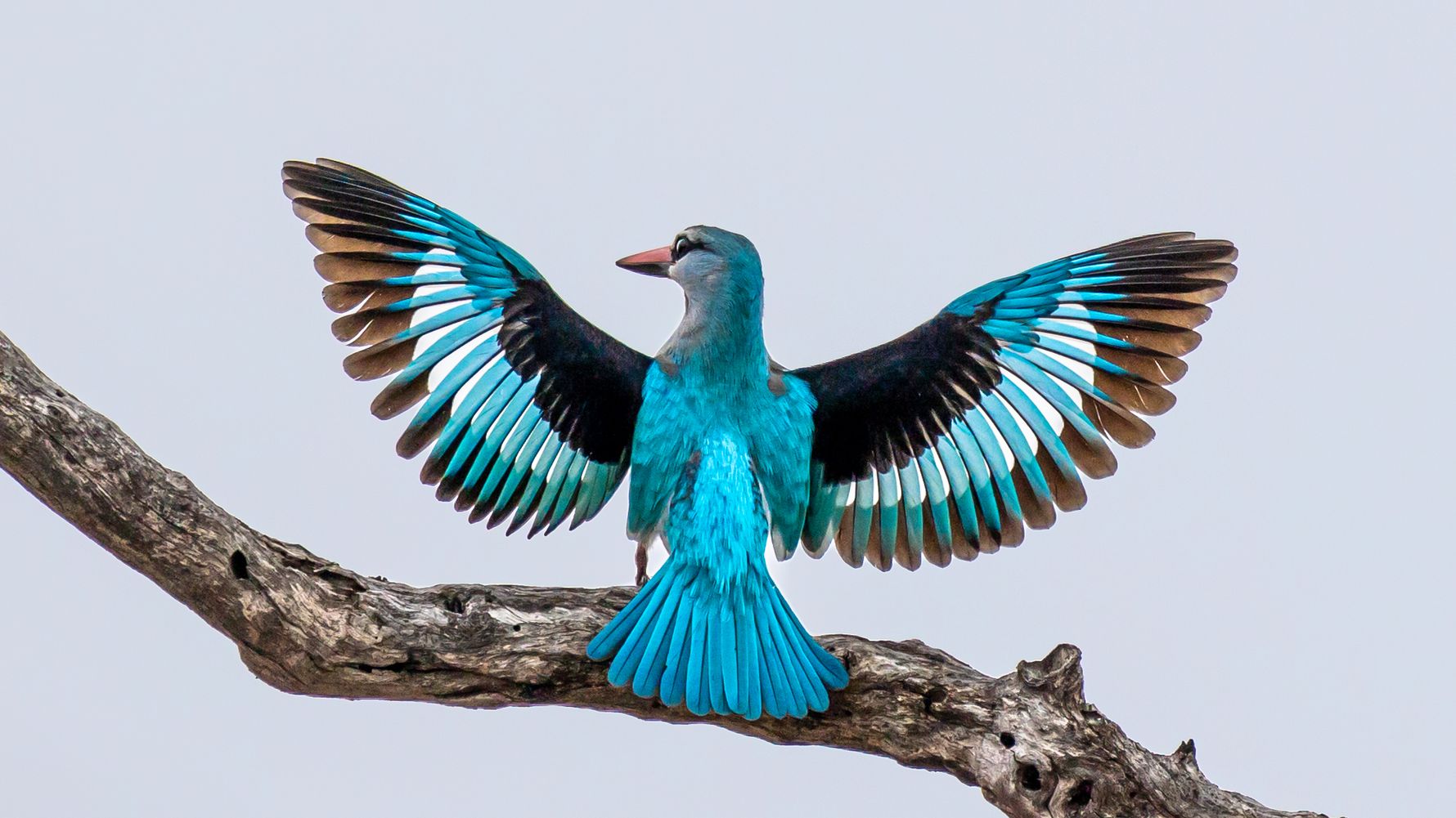 erfahrungsberichte-freiwilligenarbeit-suedafrika-fgl1-martina-bird-natucate