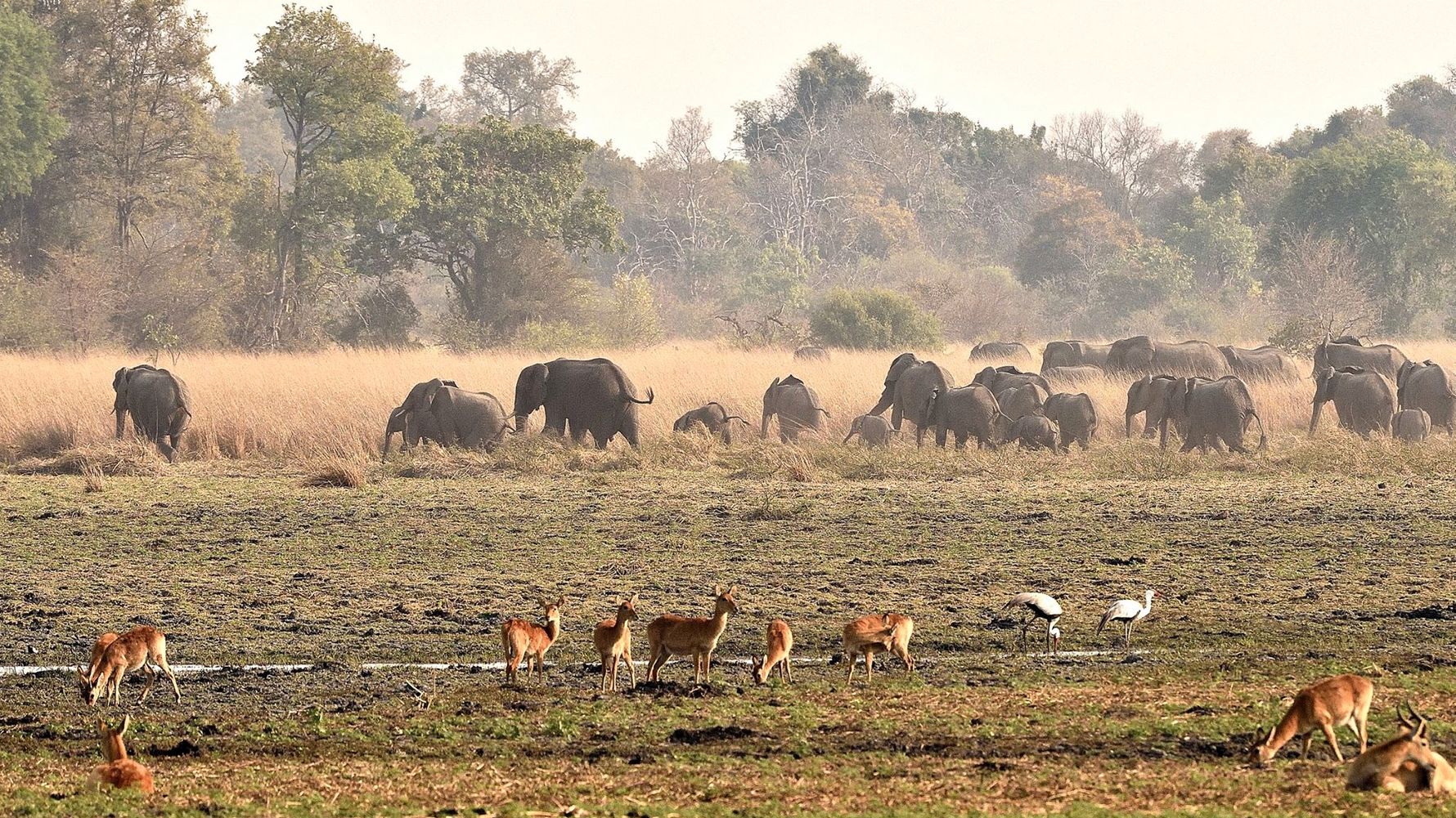 blog-ratgeber-sambia-kafue-nationalpark-tierherden-natucate