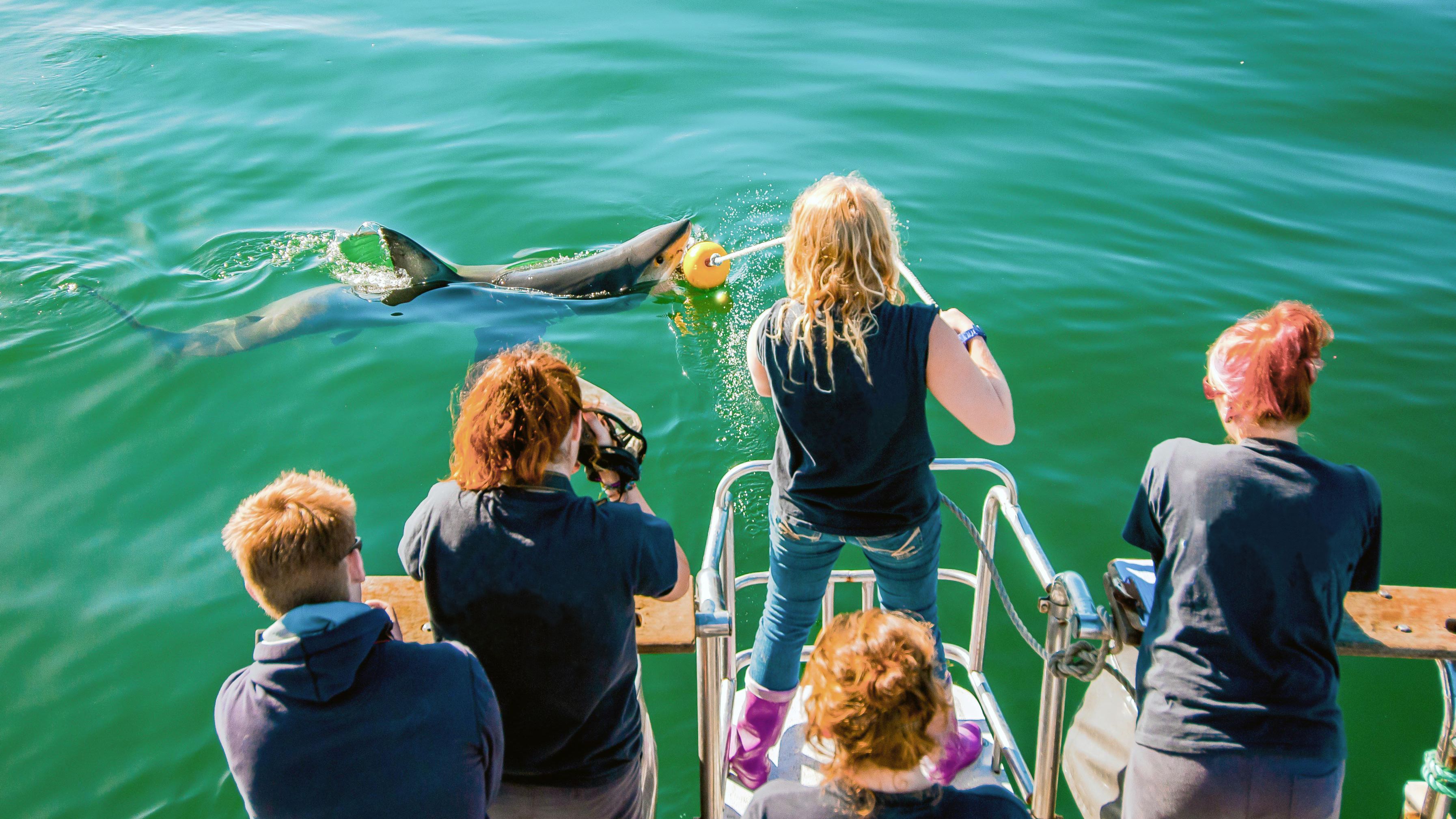 Interns in South Africa watching a shark swimming by