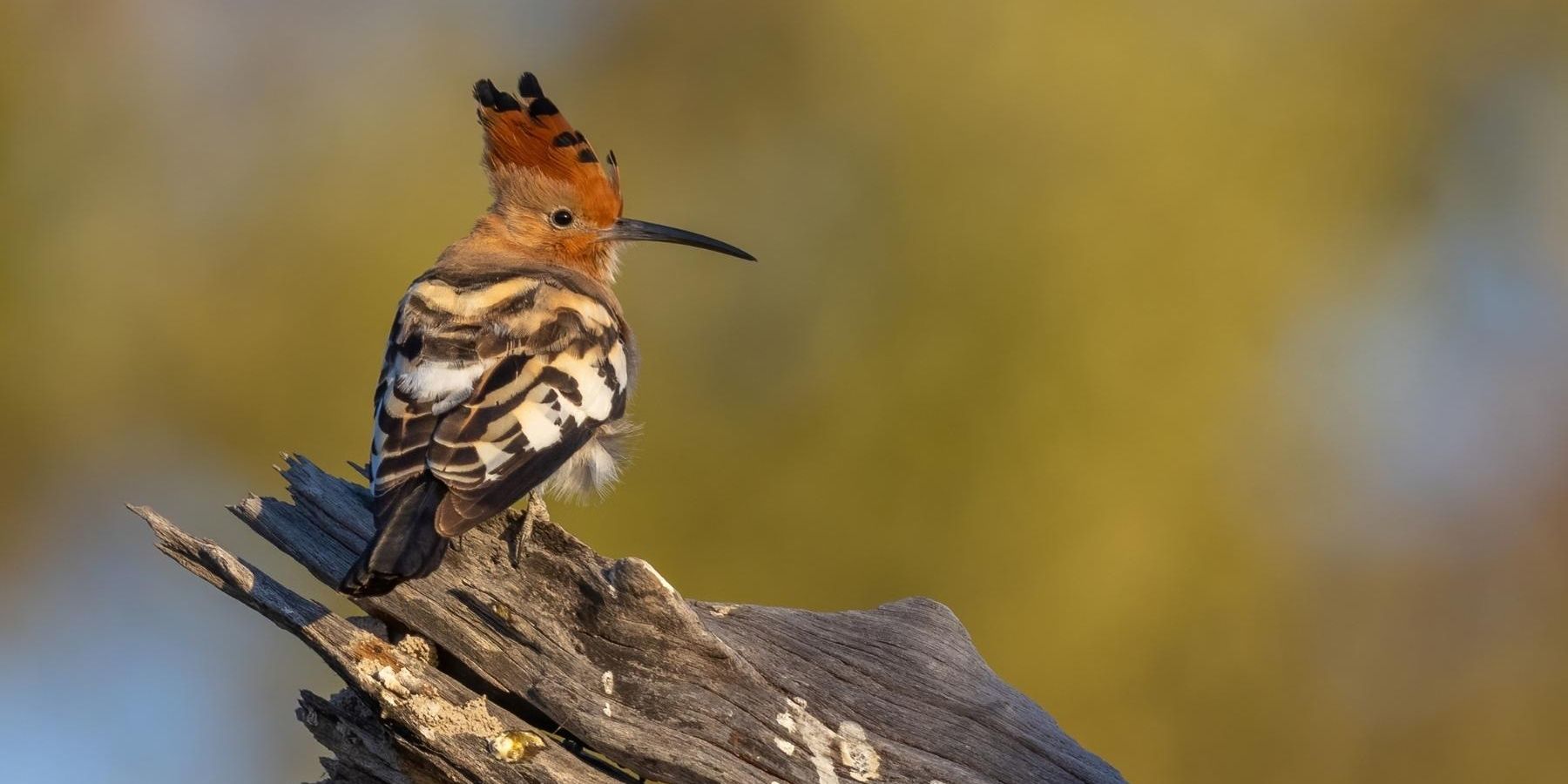 Dieser gemusterte Vogel ist ein Afrikawiedehopf (Upupa africana) und wird meistens alleine oder in Paaren im s&uuml;dlichen Afrika gesehen.