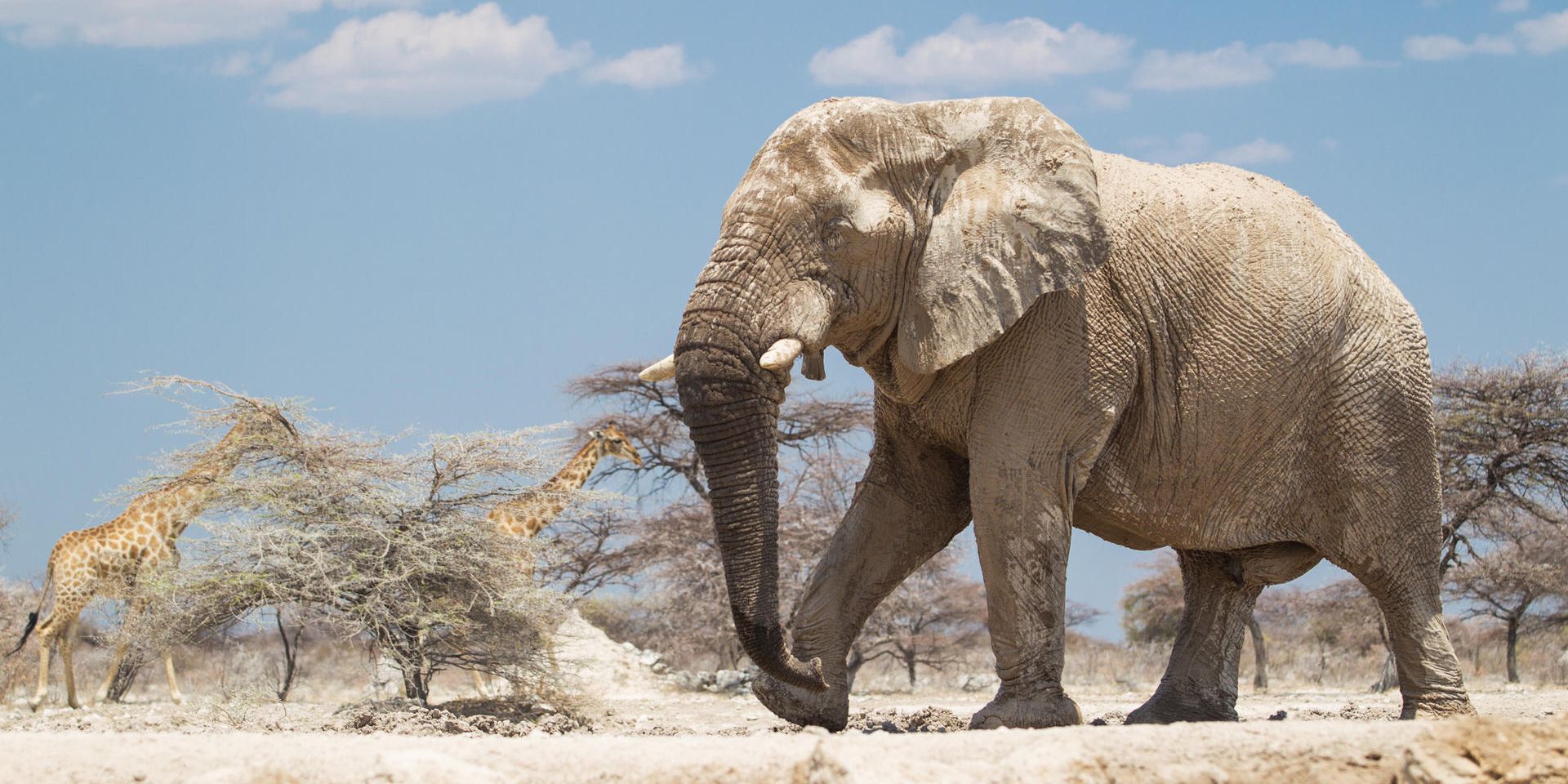 natucate-safari-natucate-safari-namibia-etosha-south-desert-elephant
