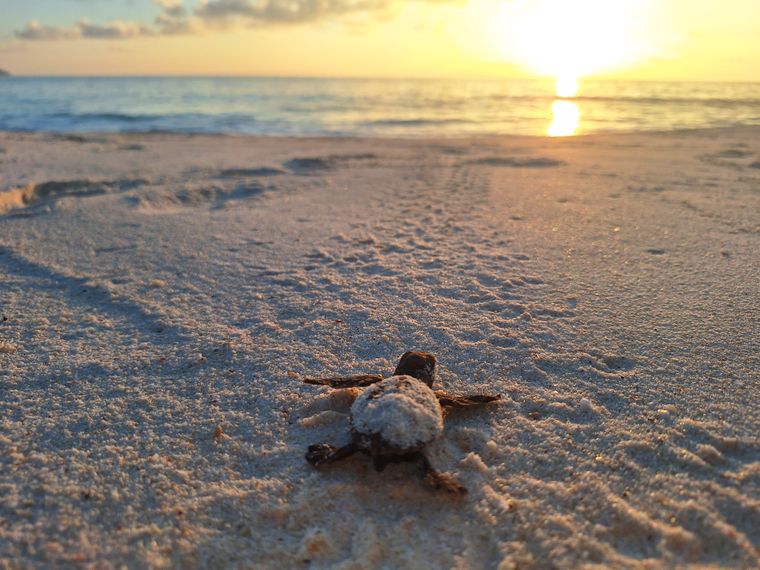 natucate-blog-review-seychelles-north-island-lydia-turtle-sunset