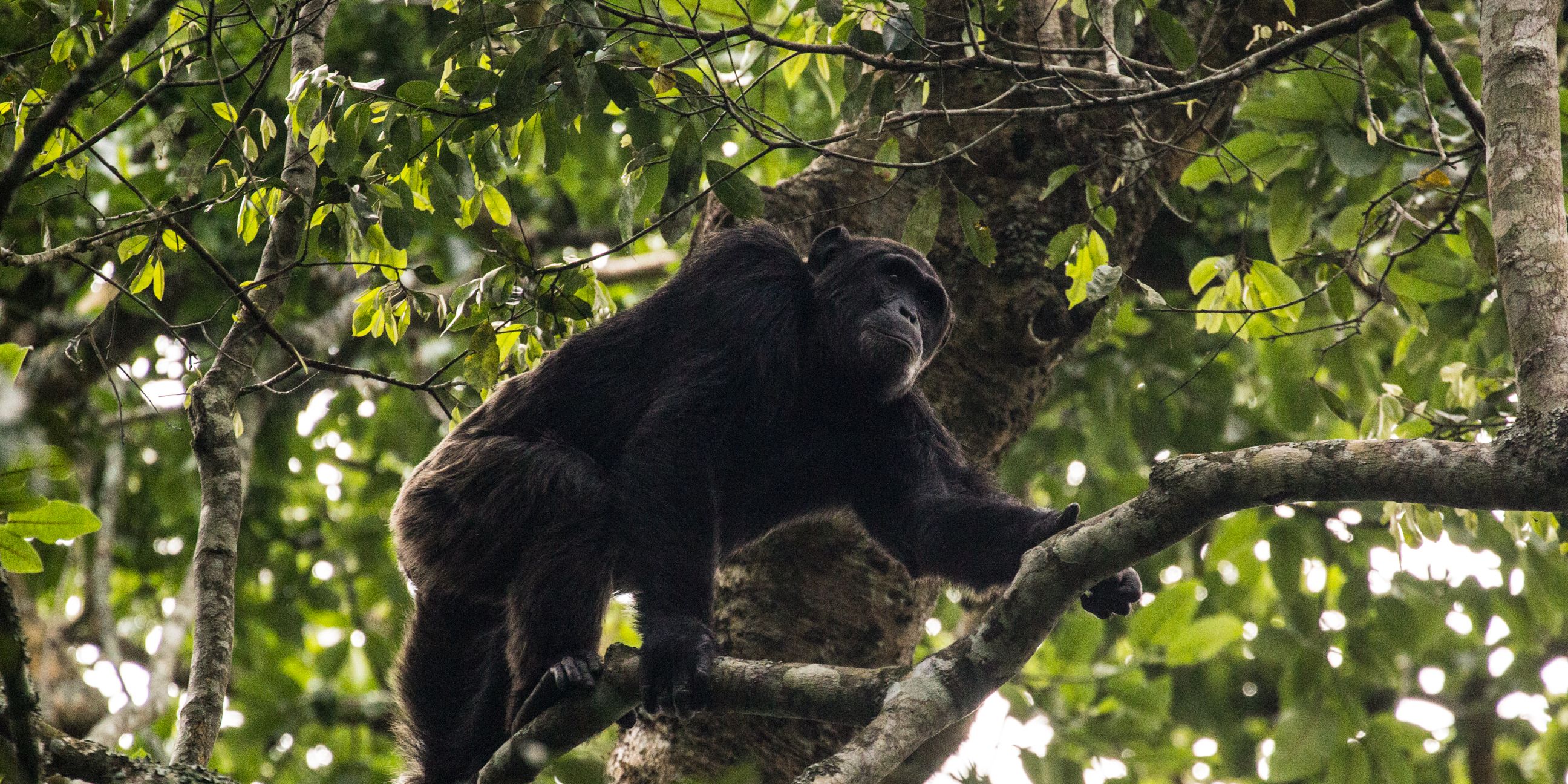 Chimpanzee in the tree
