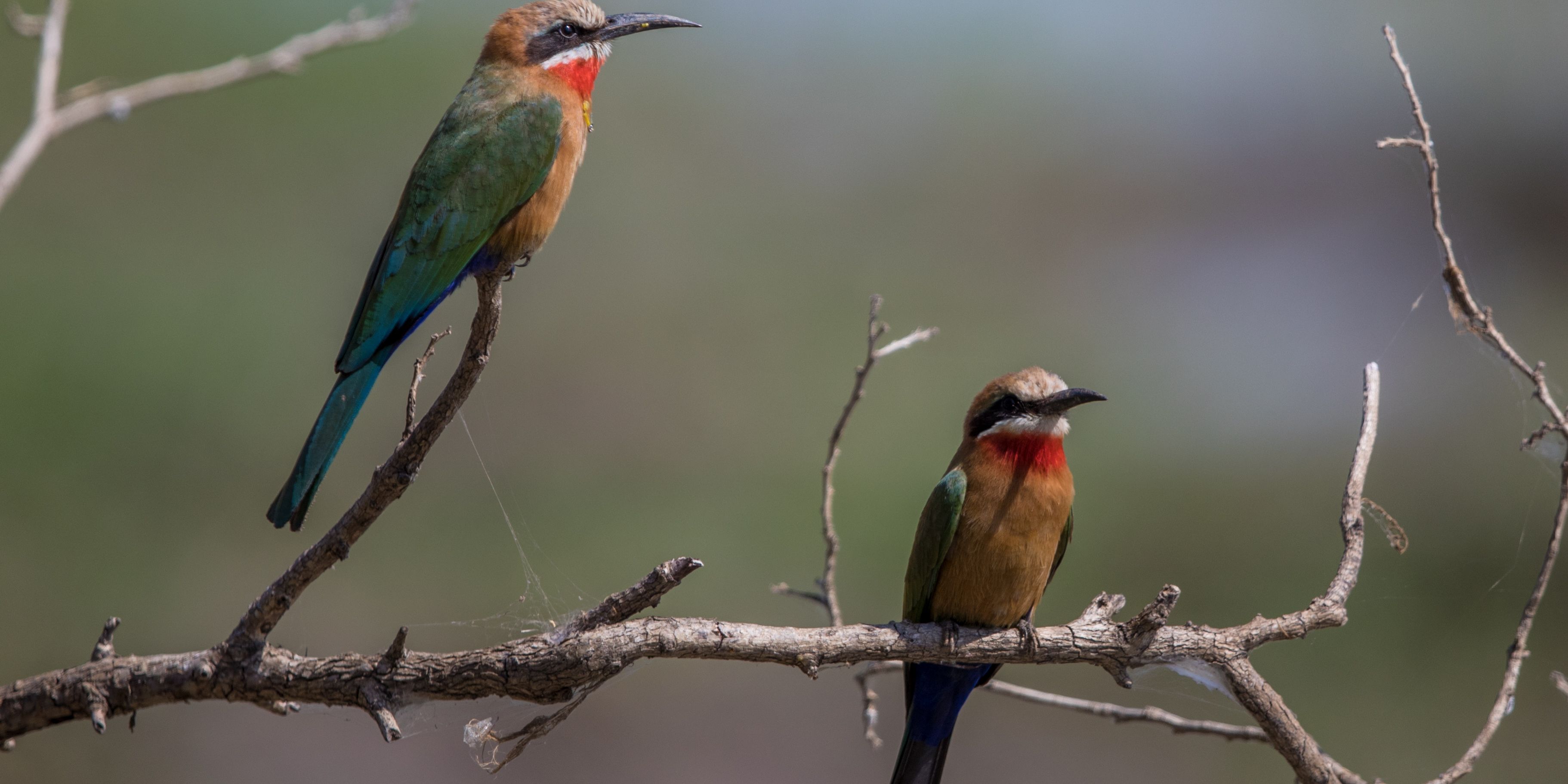 safari-botswana-kalahari-trifft-khwai-bee-eater
