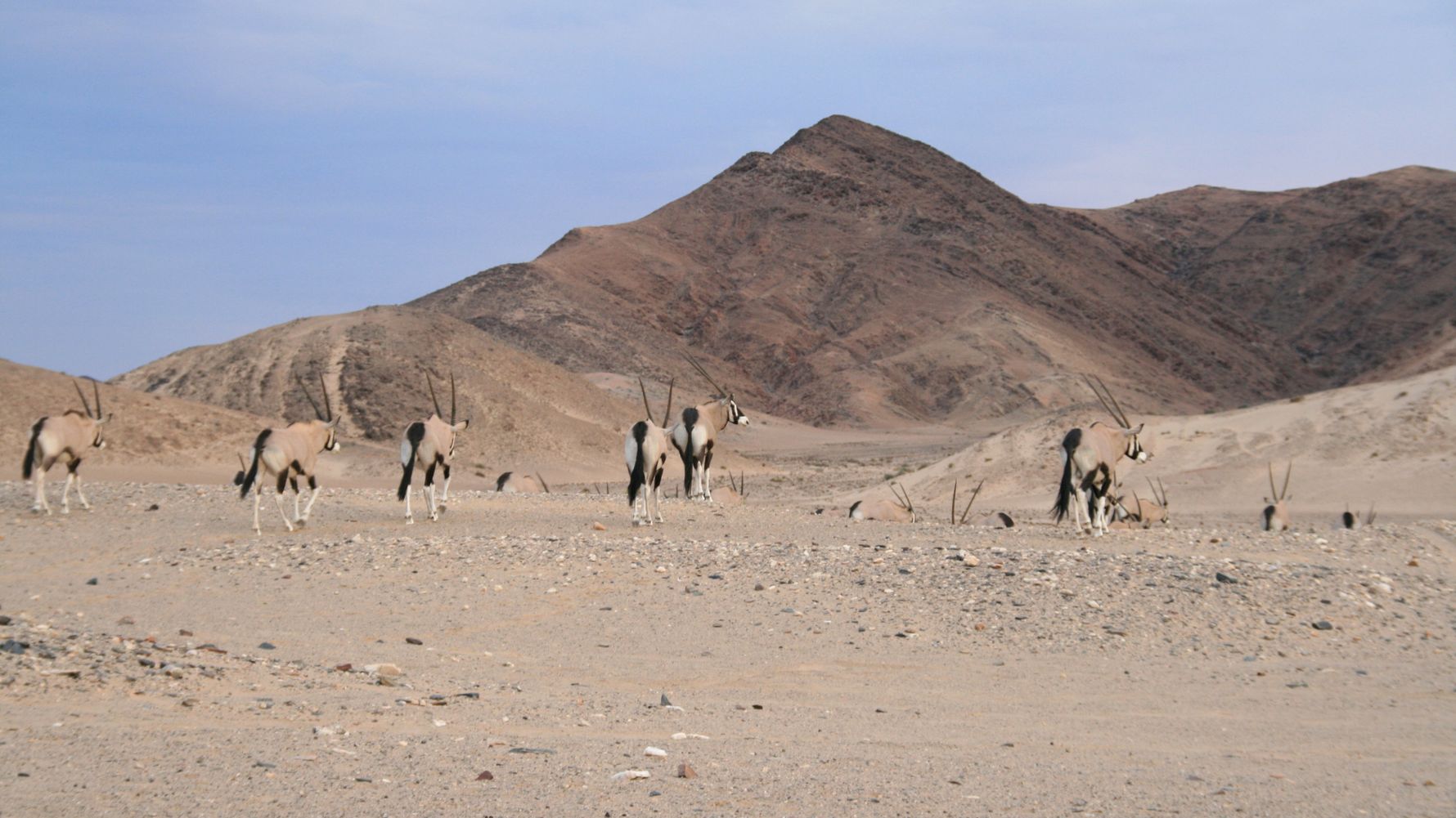 landingpage-safari-namibia-antilopen-natucate