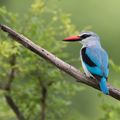malawi-country-information-liwonge-nationalpark-woodland-kingfisher
