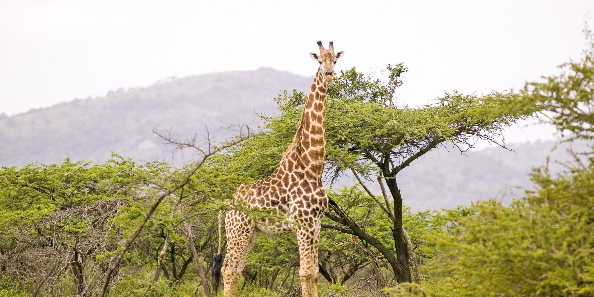 natucate-internship-south-africa-zululand-giraffe-2