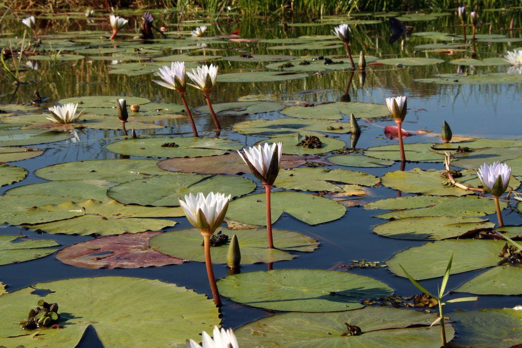 Seerosen auf den Wassern von Botswanas Okavango Delta