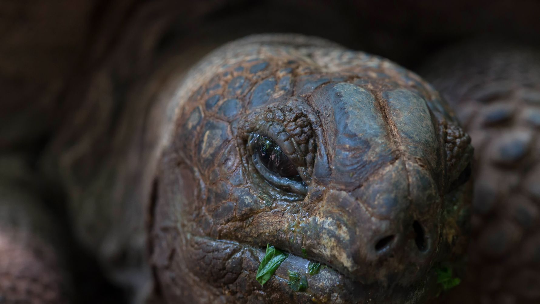 natucate-blog-knowledge-tortuga-terrestre