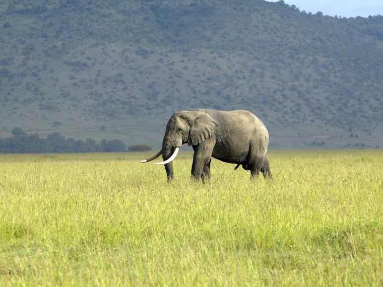 Sichtung eines Elefanten, der durch die Steppe der Masai Mara wandert waehrend eines Rangerkurses
