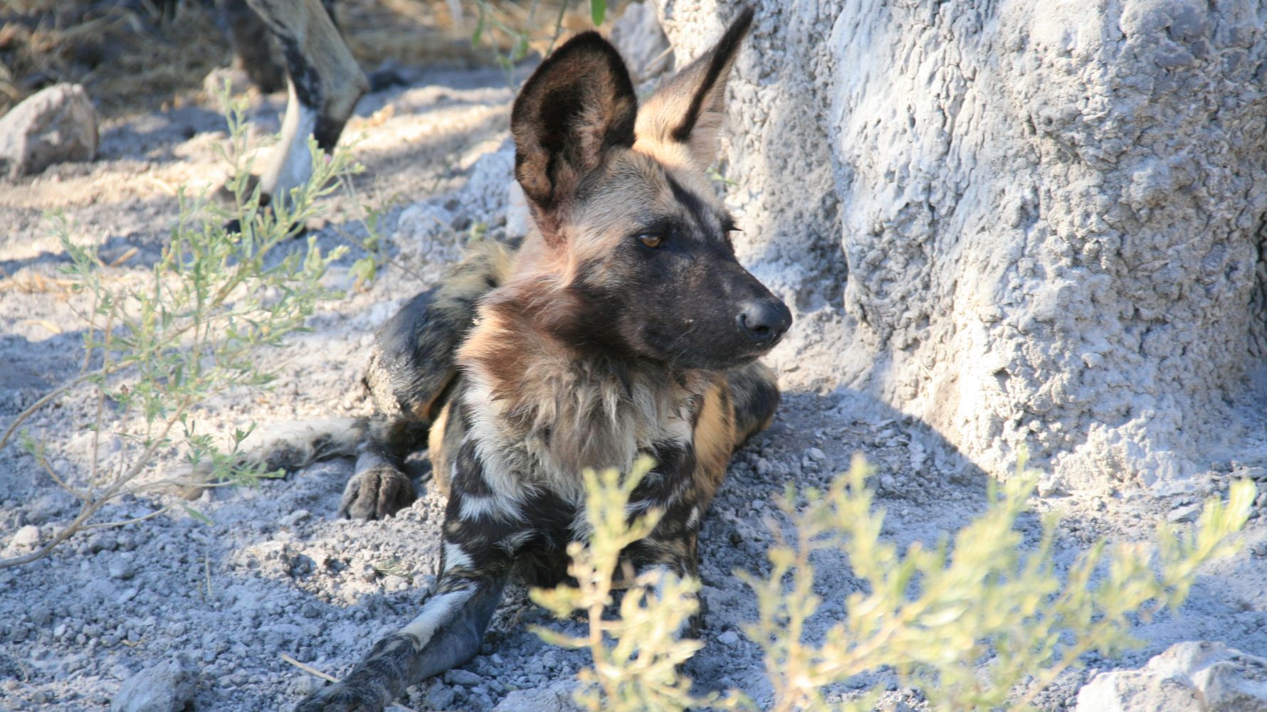 Waehrend der Mittagshitze ruhen die Wildhunde meistens im Schatten