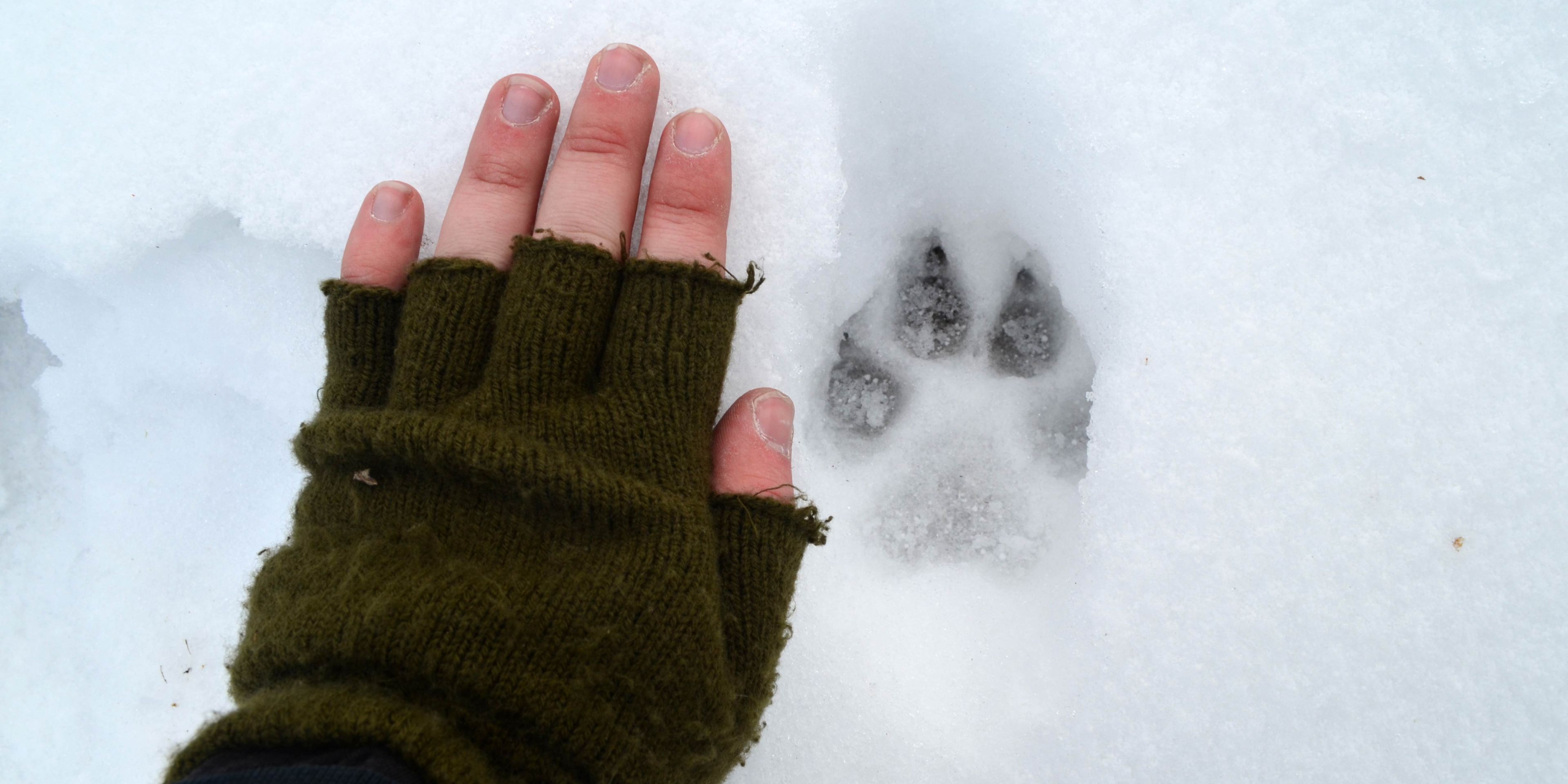 Ein Volunteer in der Slowakei haelt seine Hand neben eine Wolfsspur im Schnee