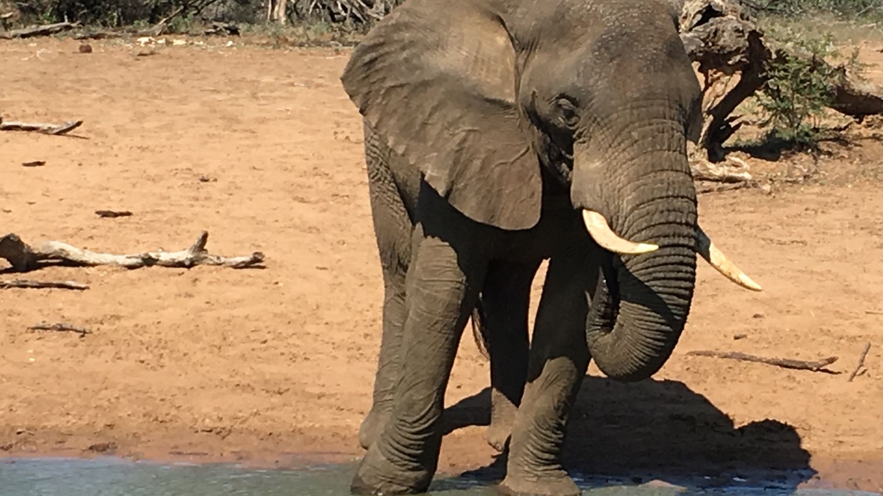 Freiwilligenarbeit: Ein afrikanischer Elefant steht an einer Wasserstelle