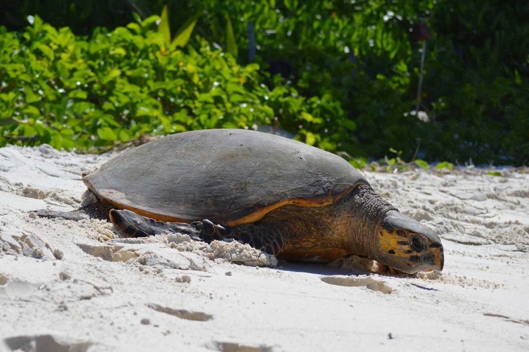sabbatical-namibia-seychellen-wueste-wasser-schildkroete-natucate