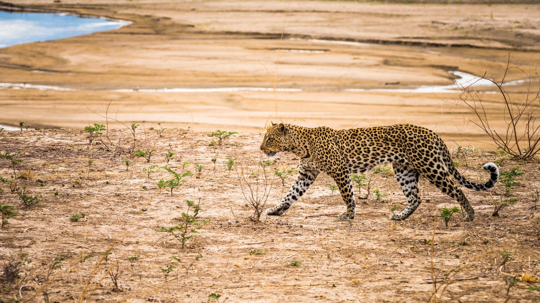 landingpage-freiwilligenarbeit-afrika-leopard-natucate