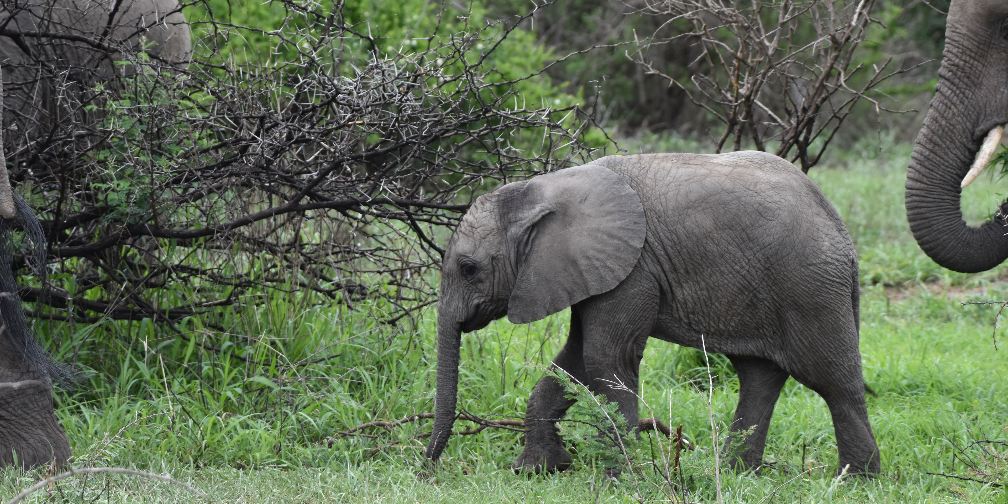 natucate-internship-south-africa-zululand-baby-elephant