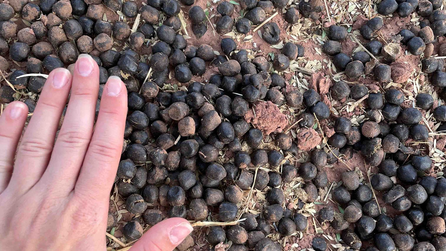 erfahrungsbericht-suedliches-afrika-professional-field-guide-rangerausbildung-natucate-vivien-spurenlesen-lernen