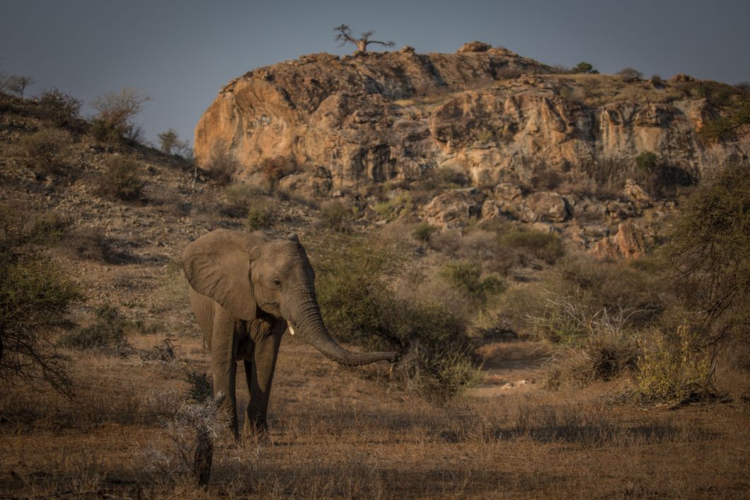 Eine Gruppe von Teilnehmern beobachtet eine Herde von Elefanten auf dem Weg zu einem Wasserloch