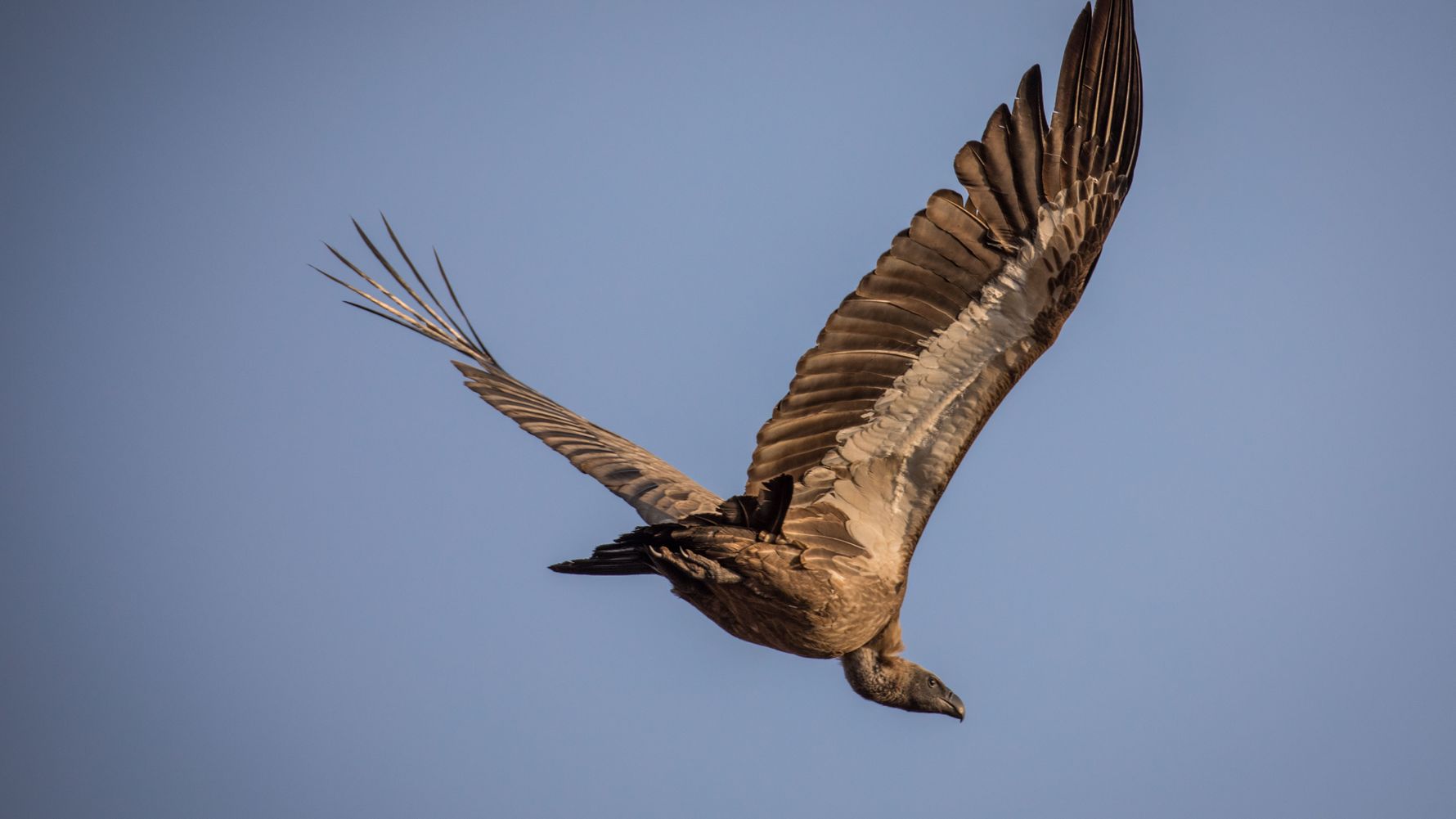 madenhacker-aasgeier-stechmuecken-symbiose-geier-blog-natucate
