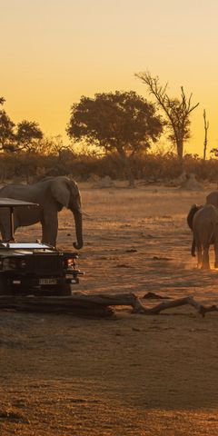 Game Drive at the Okavango Delta with elephants