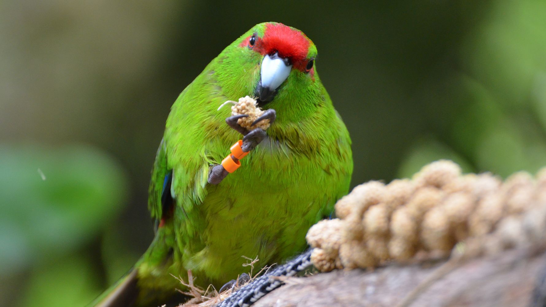 kleine-veraenderungen-mit-grosser-wirkung-vogel-blog-natucate