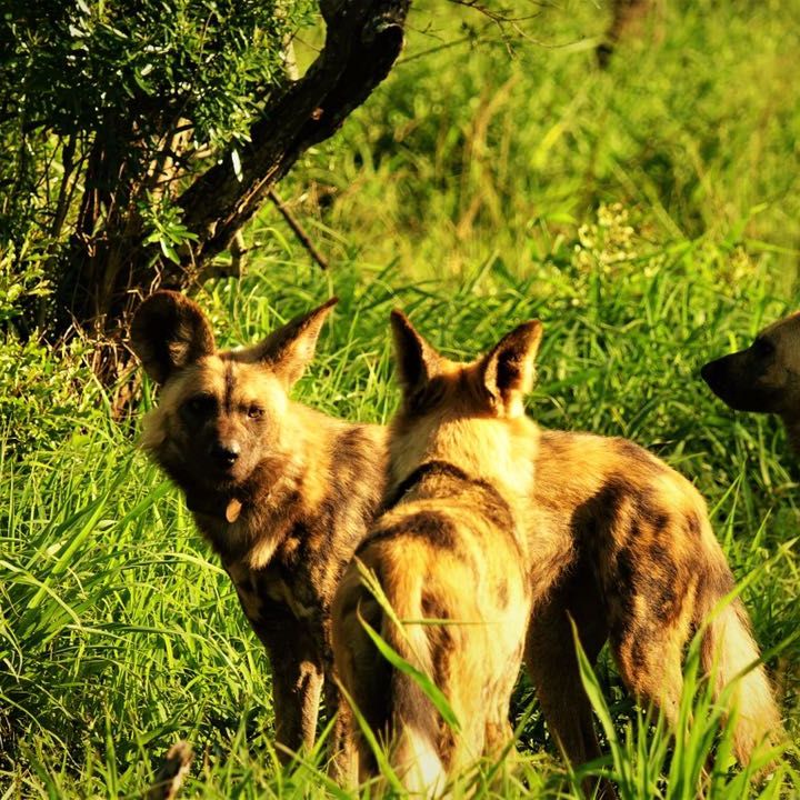 freiwilligenarbeit-suedafrika-erfahrungsbericht-kundenfotos-artenschutz-wildhunde-natucate
