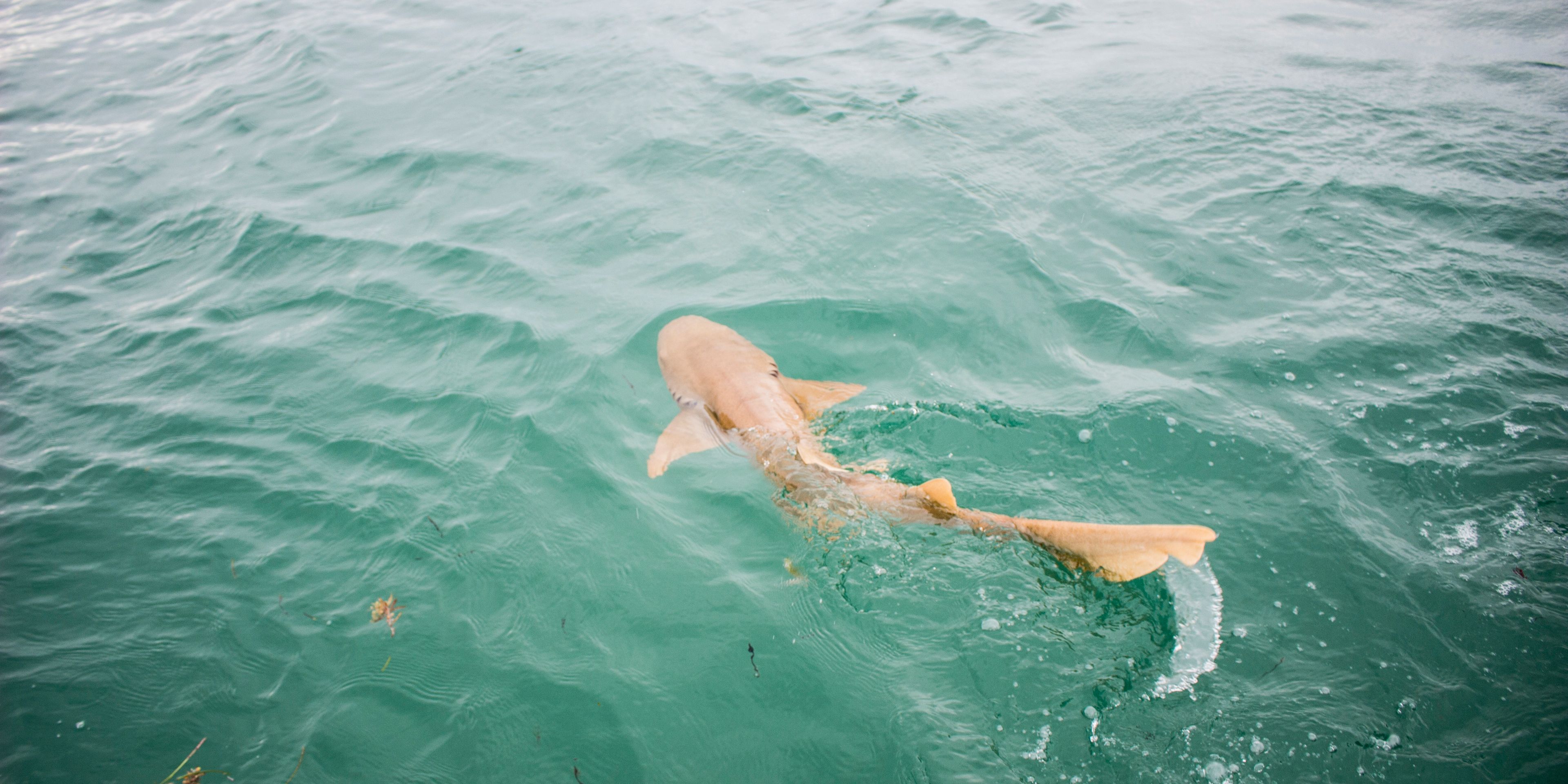 natur-und-rangerkurs-florida-usa-haiforschung-hai-natucate