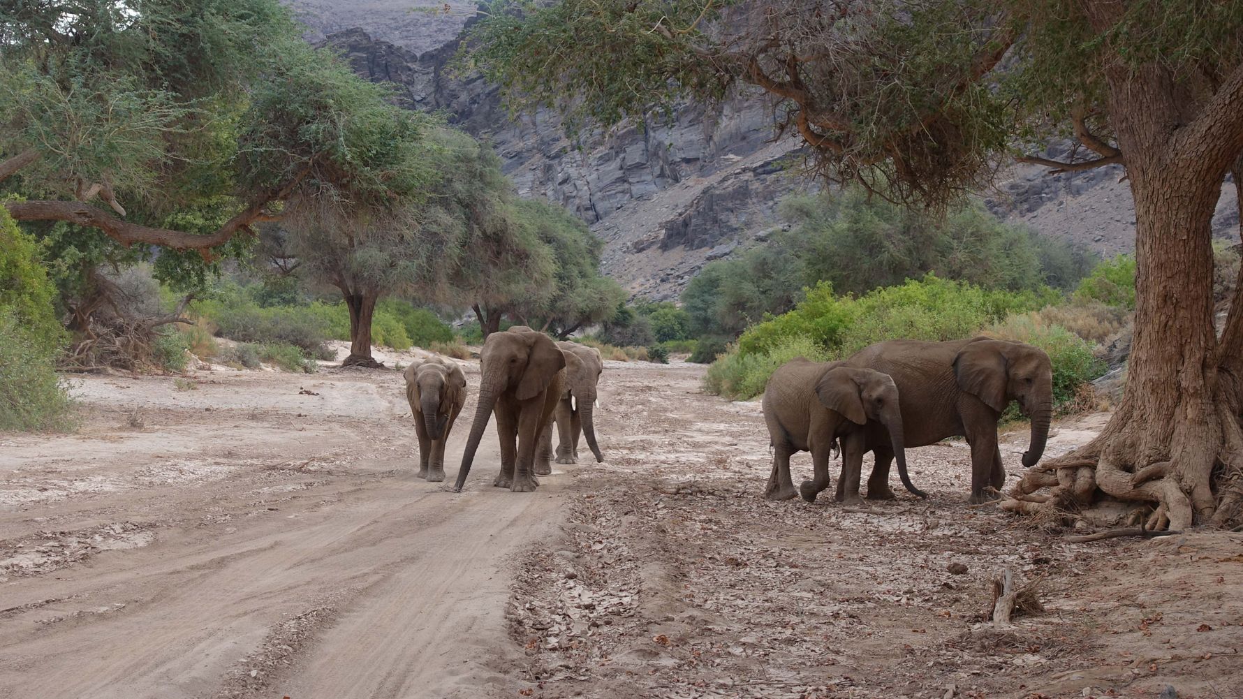 landingpage-safari-namibia-elefanten-herde-natucate