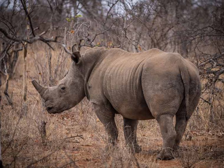 freiwilligenarbeit-artenschutz-nashorn-in-suedafrika-erfolge-blog-natucate