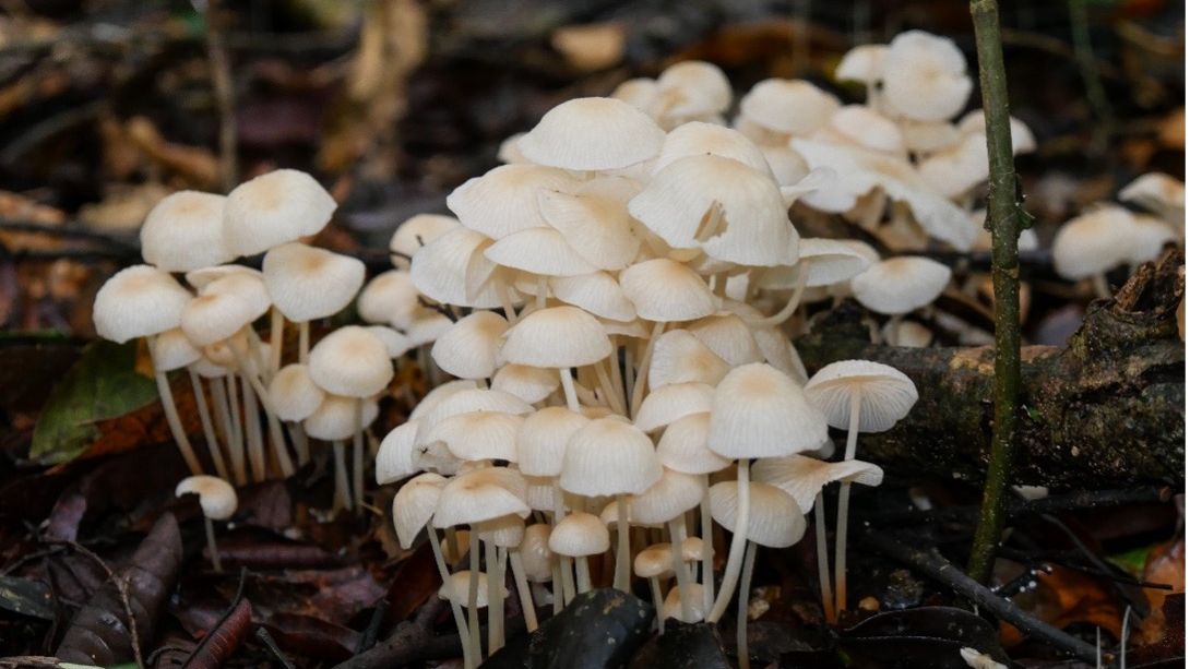 erfahrungsbericht-peru-volunteering-julian-more-mushrooms