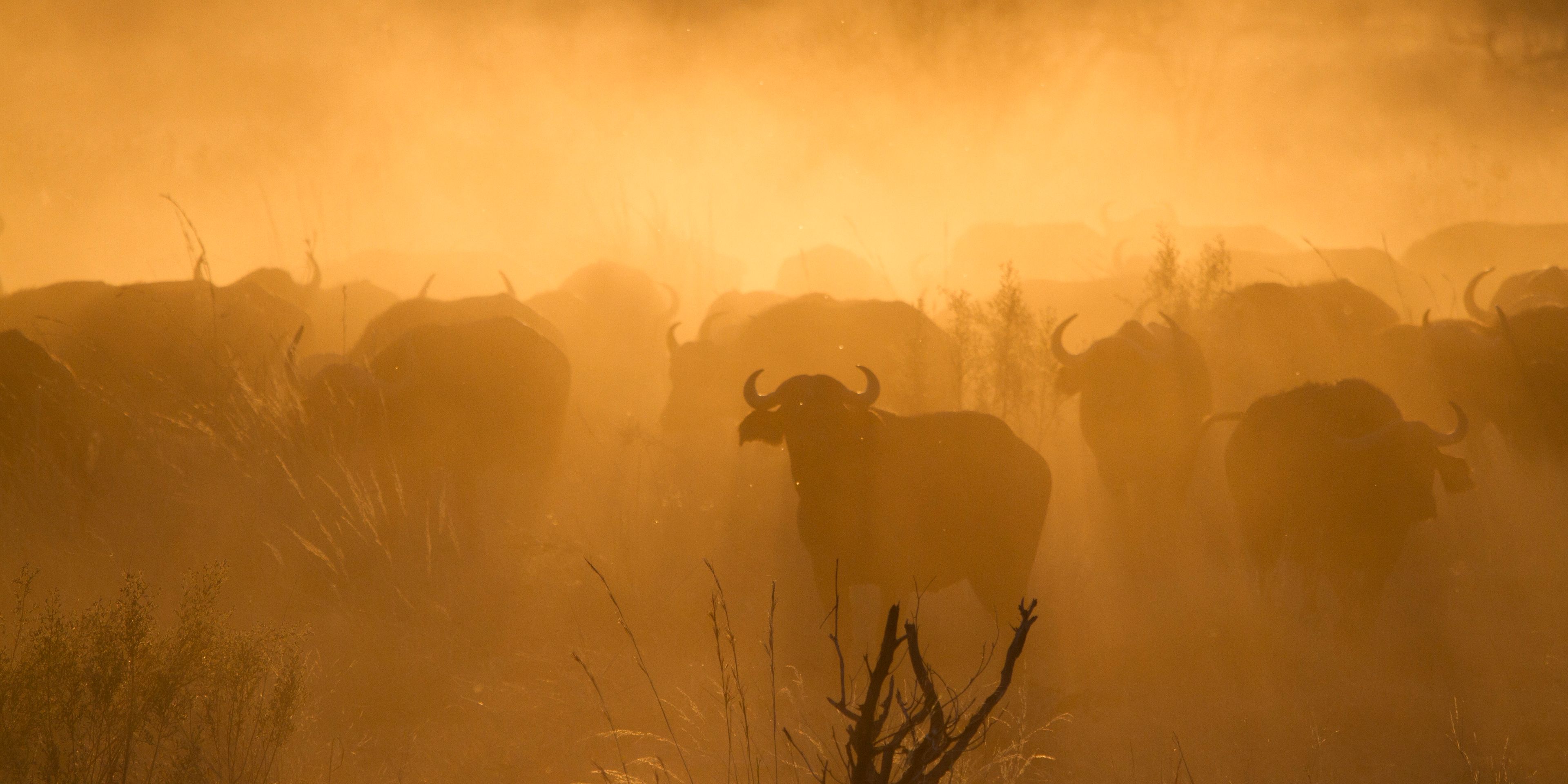 safari-botswana-okavango-delta-northern-highlights-buffalo-dust-natucate
