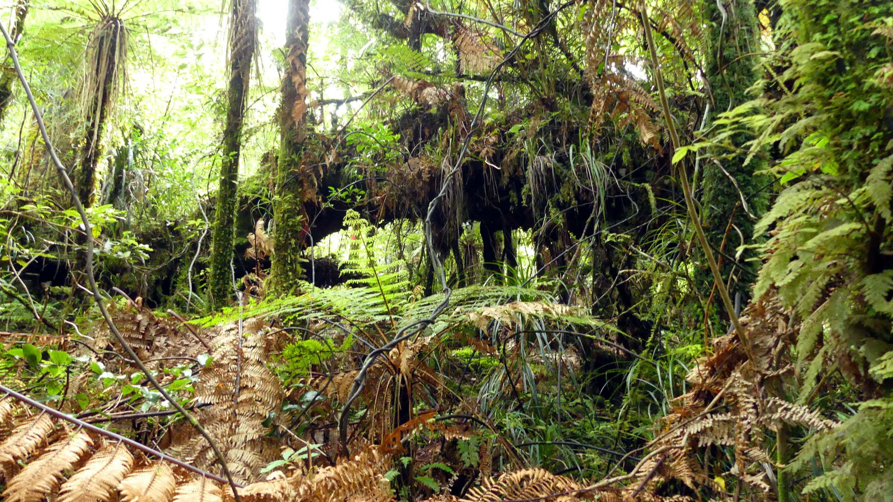 blog-ratgeber-neuseeland-kauri-coast-regenwald-natucate