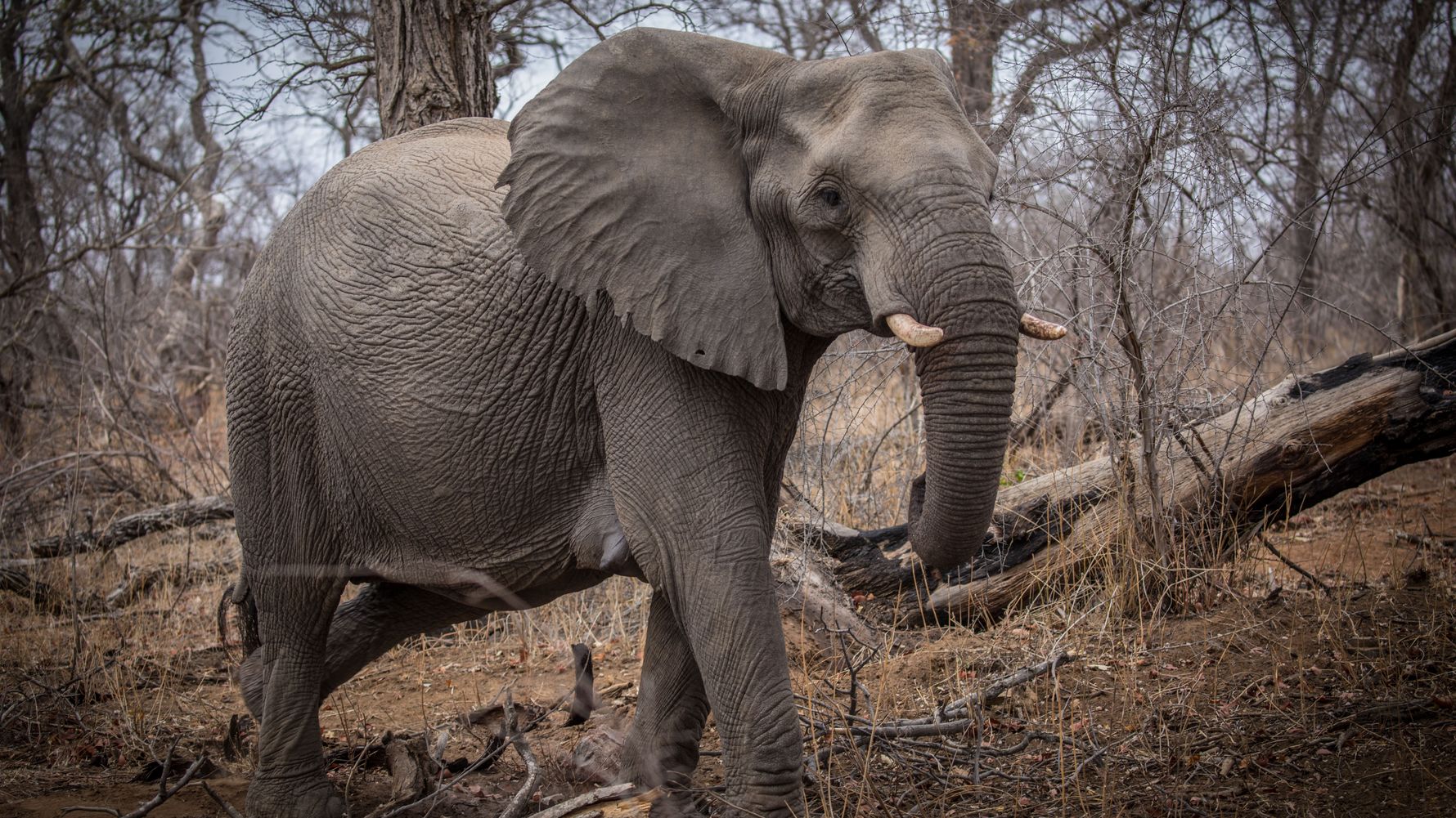 landingpage-freiwilligenarbeit-afrika-elefant-natucate