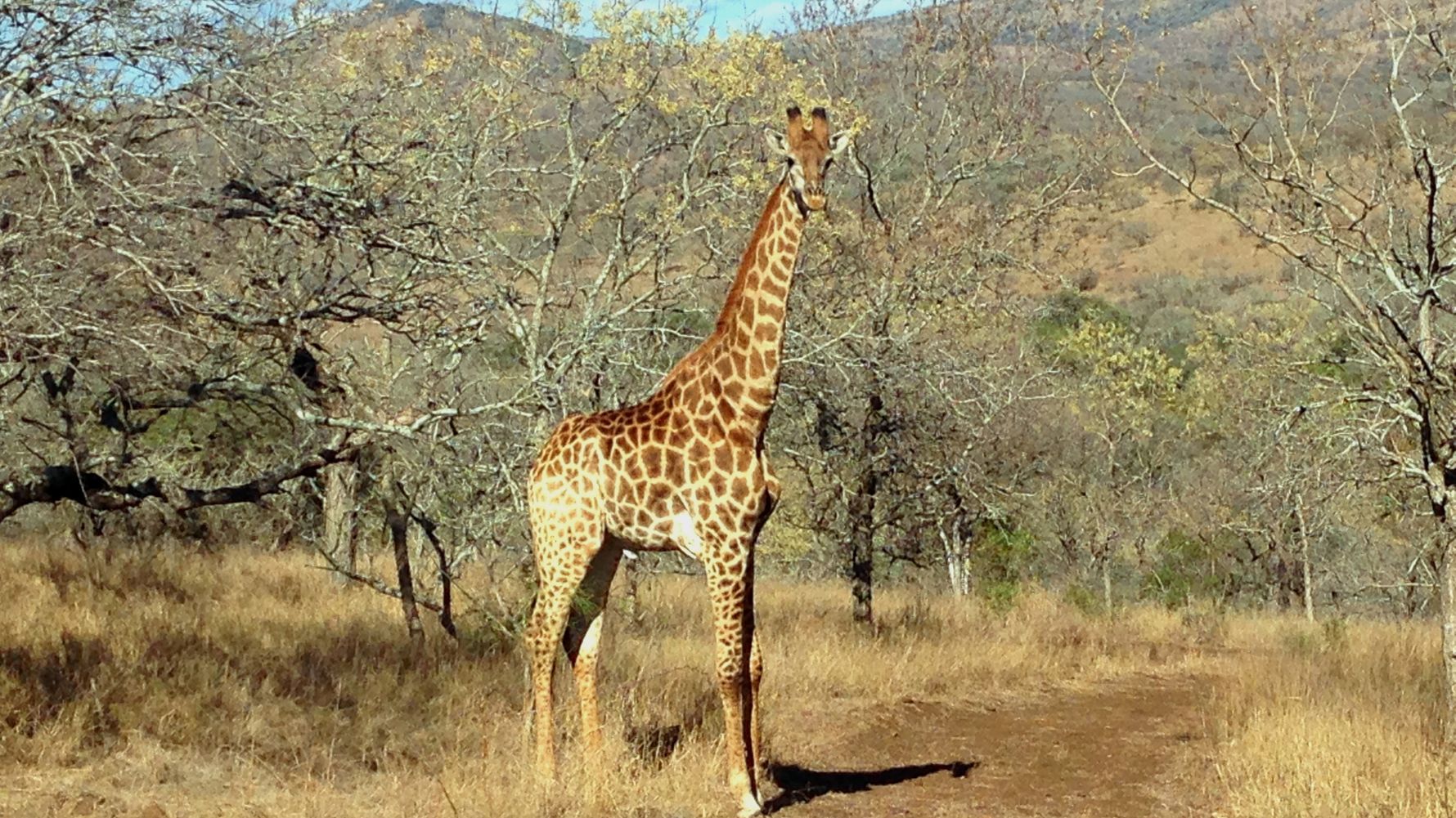 freiwilligenarbeit-suedafrika-erfahrungsbericht-kundenfotos-artenschutz-giraffe-natucate