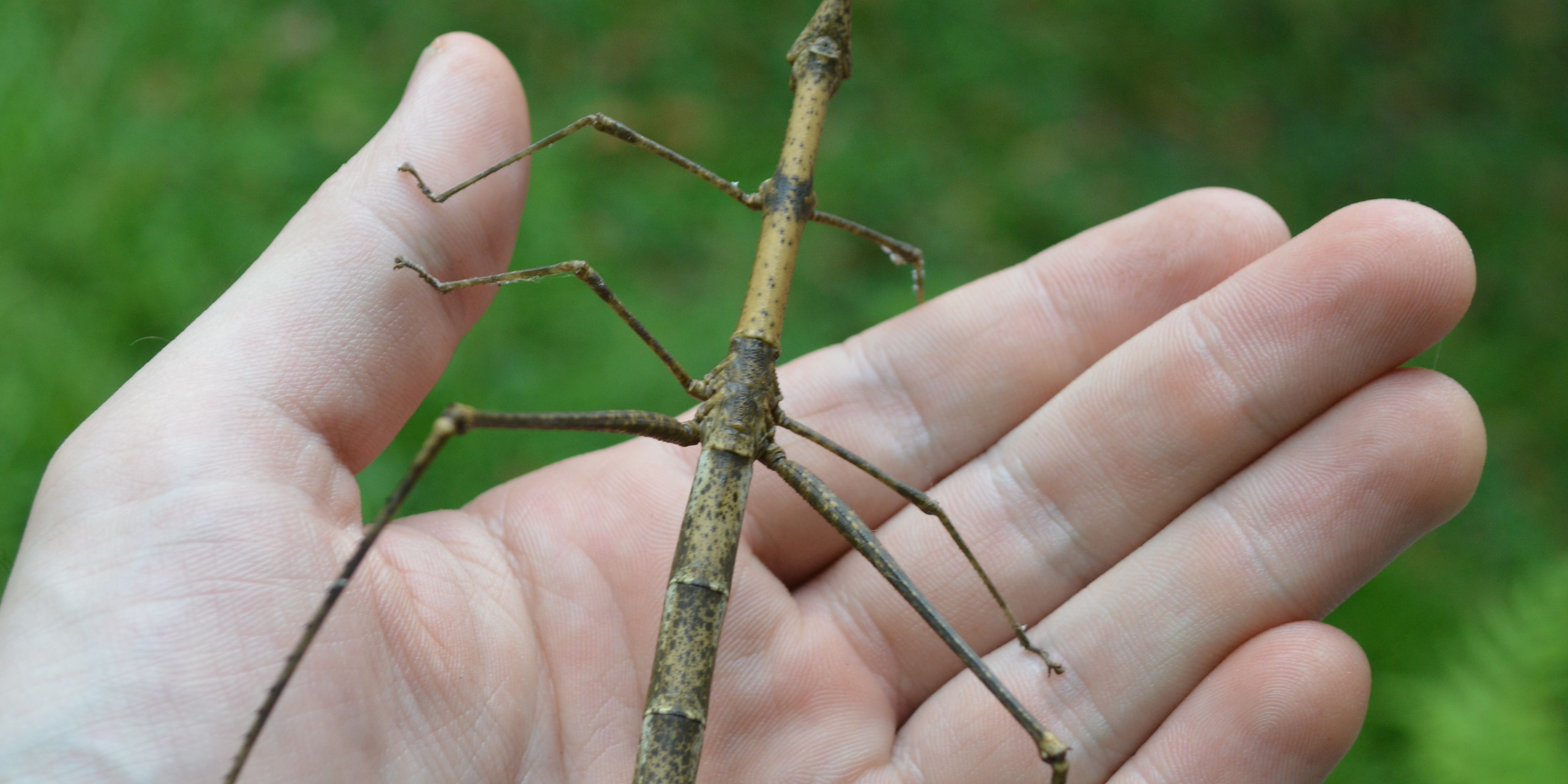 Eine Stabheuschrecke dient zur Insektenkunde auf einer Forschungsstation in Peru