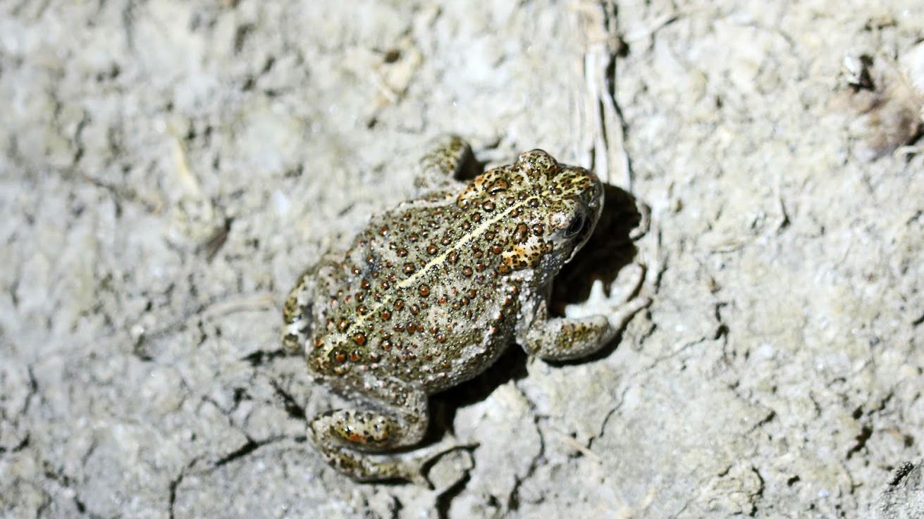 Close-up of a toad species in Estonia