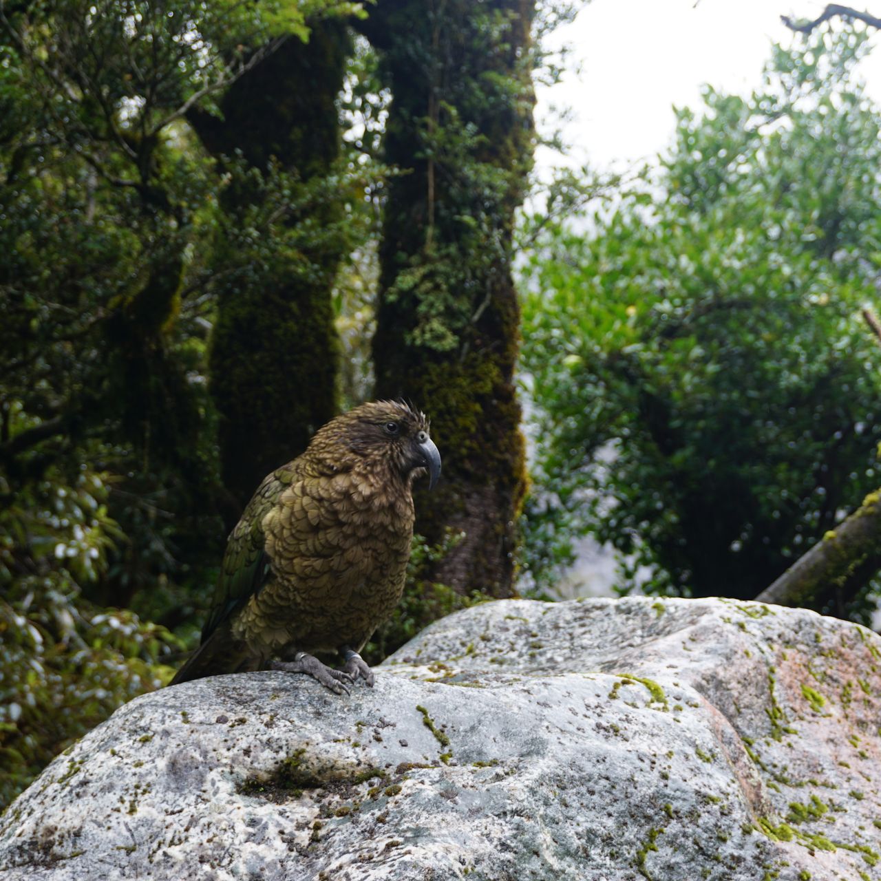 Naturschutz in Neuseeland: Ein Kea Vogel sitzt im Wald auf einem Stein