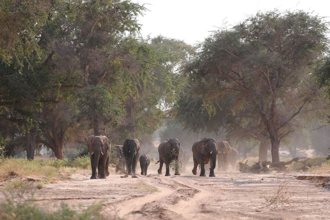 freiwilligenarbeit-namibia-afrika-artenschutz-elefanten-damaraland-natucate