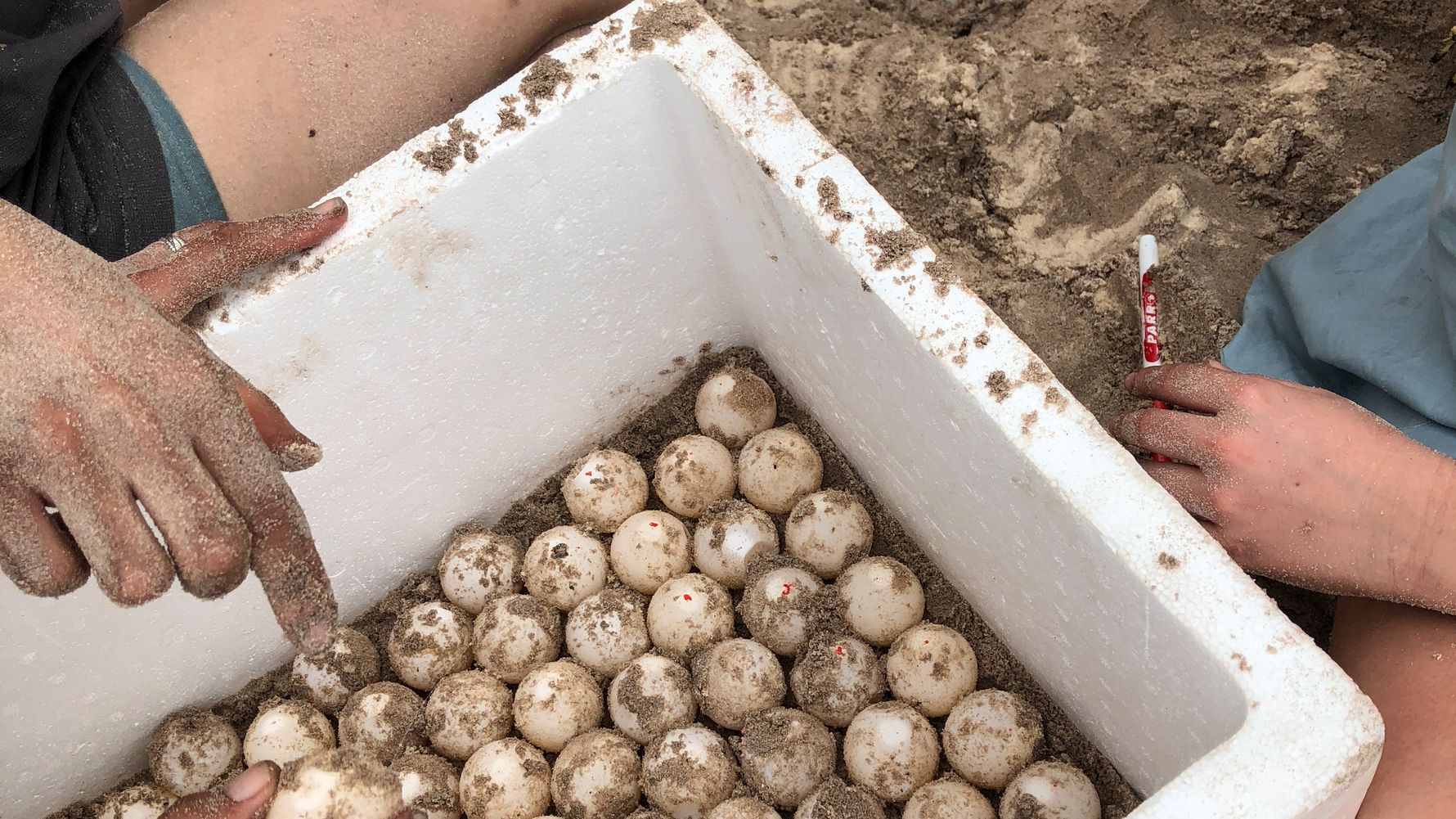 artenschutz-ueberwachung-meeresschildkroeten-gefaehrdet