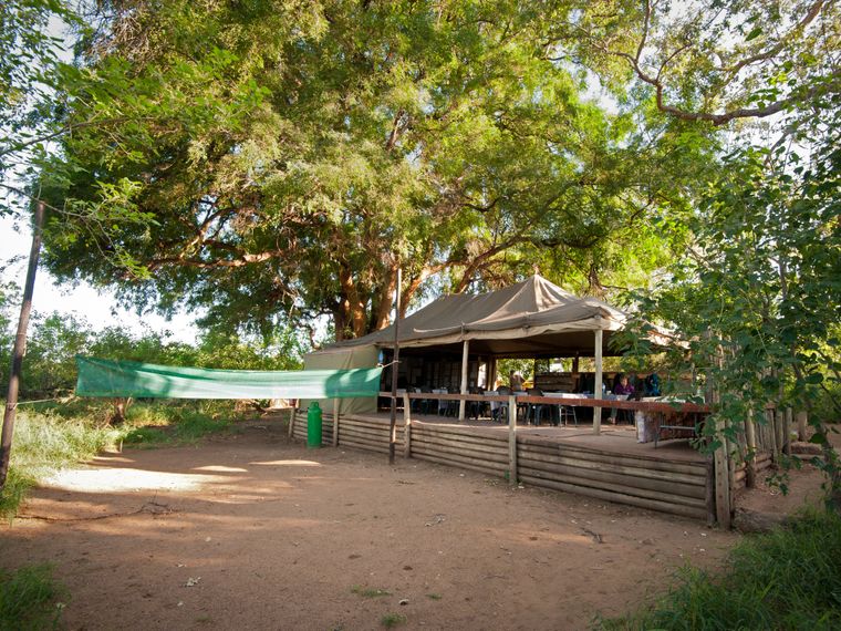 blog-wissen-nyala-baum-verzweigter-riese-baum-camp-natucate