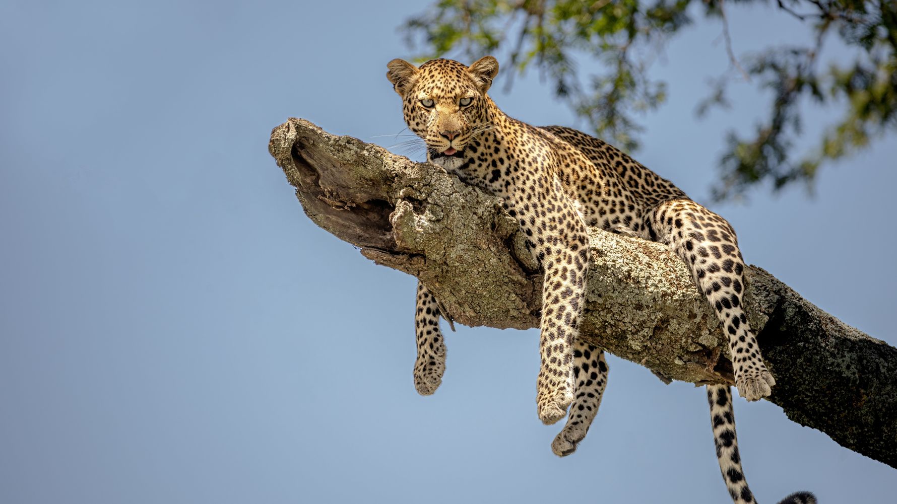 Leopard relaxes on branch