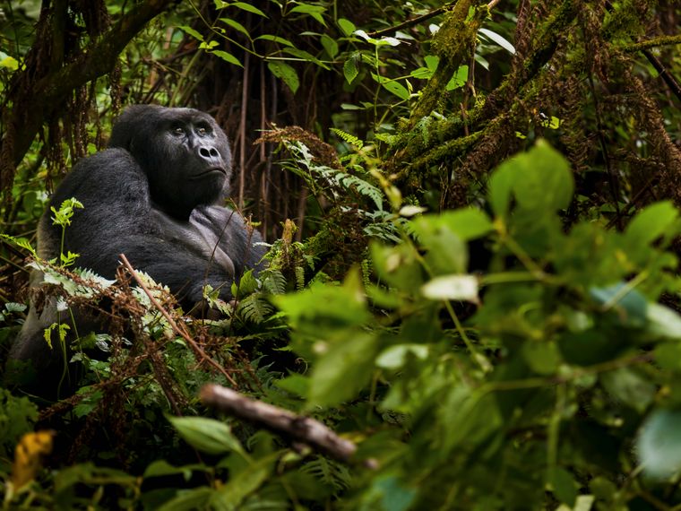 Gorilla male in the forest