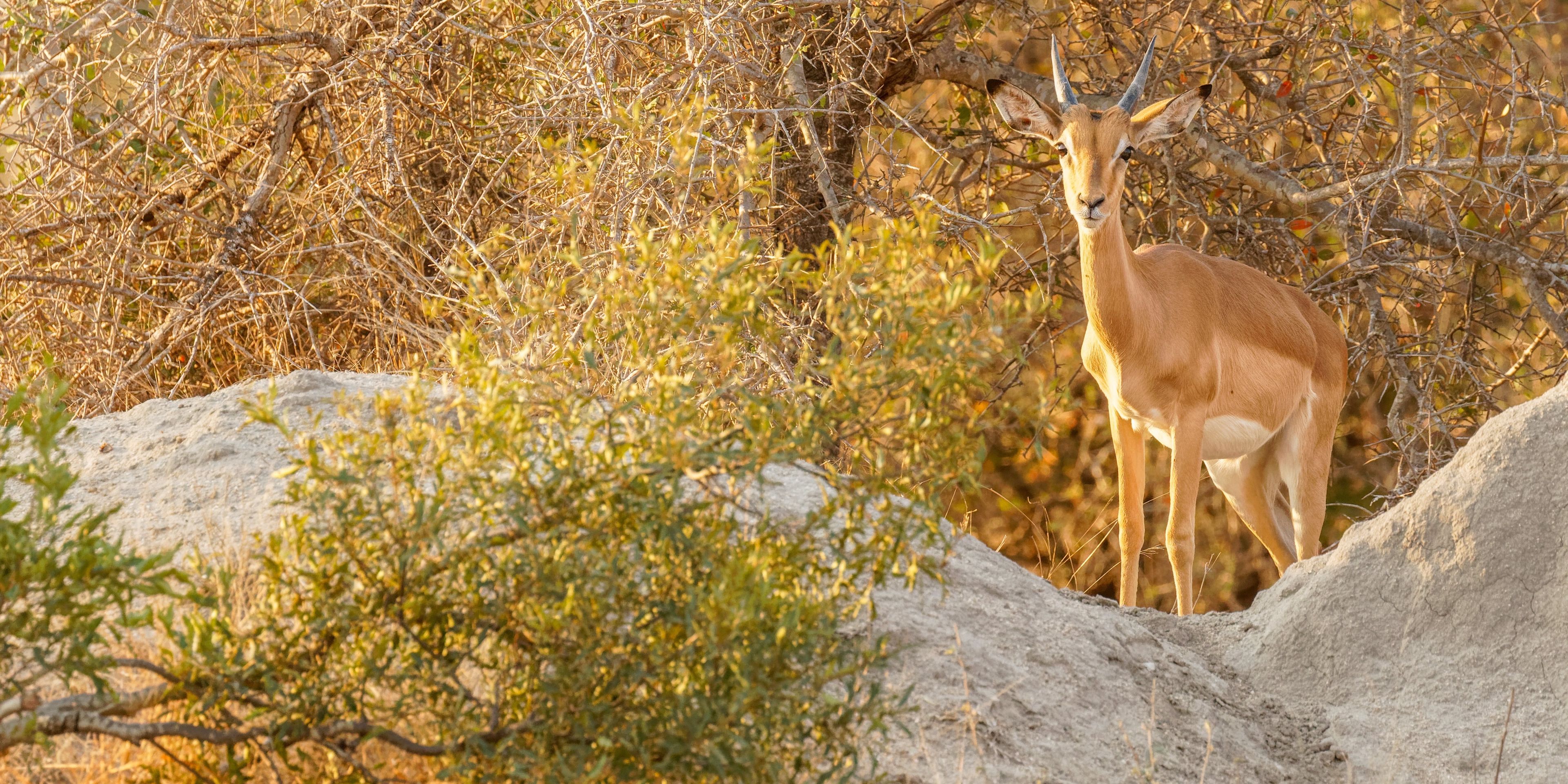 natucate-guide-course-safari-guide-impala