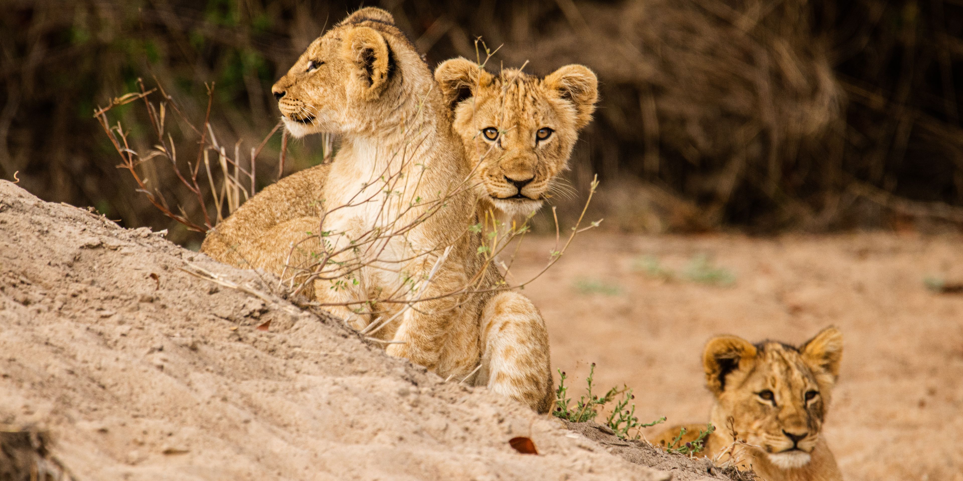 natucate-volunteering-malawi-wildlife-monitoring-lion-family
