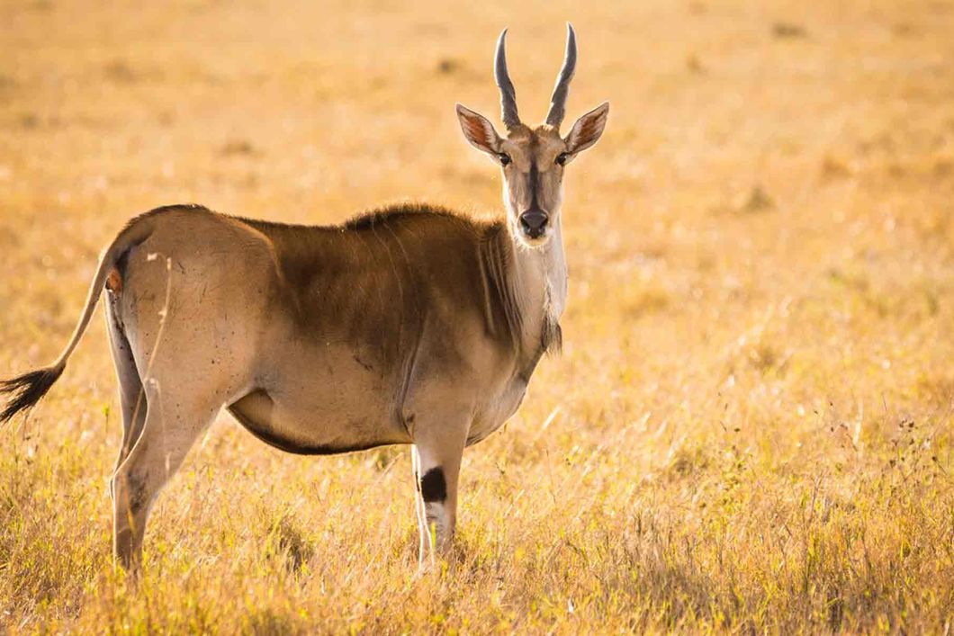 Frontale Nahaufnahme eines Elands in der Masai Mara