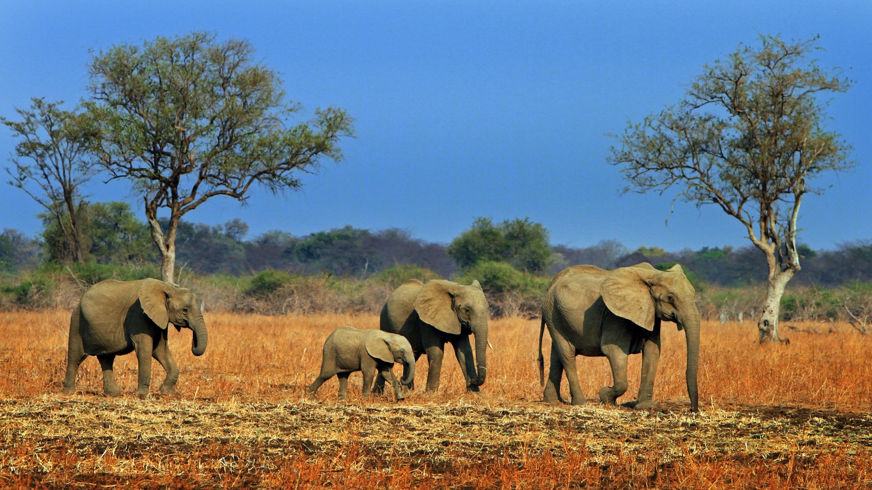 sambia-laenderinformationen-suedluangwa-elefanten-savanne-natucate