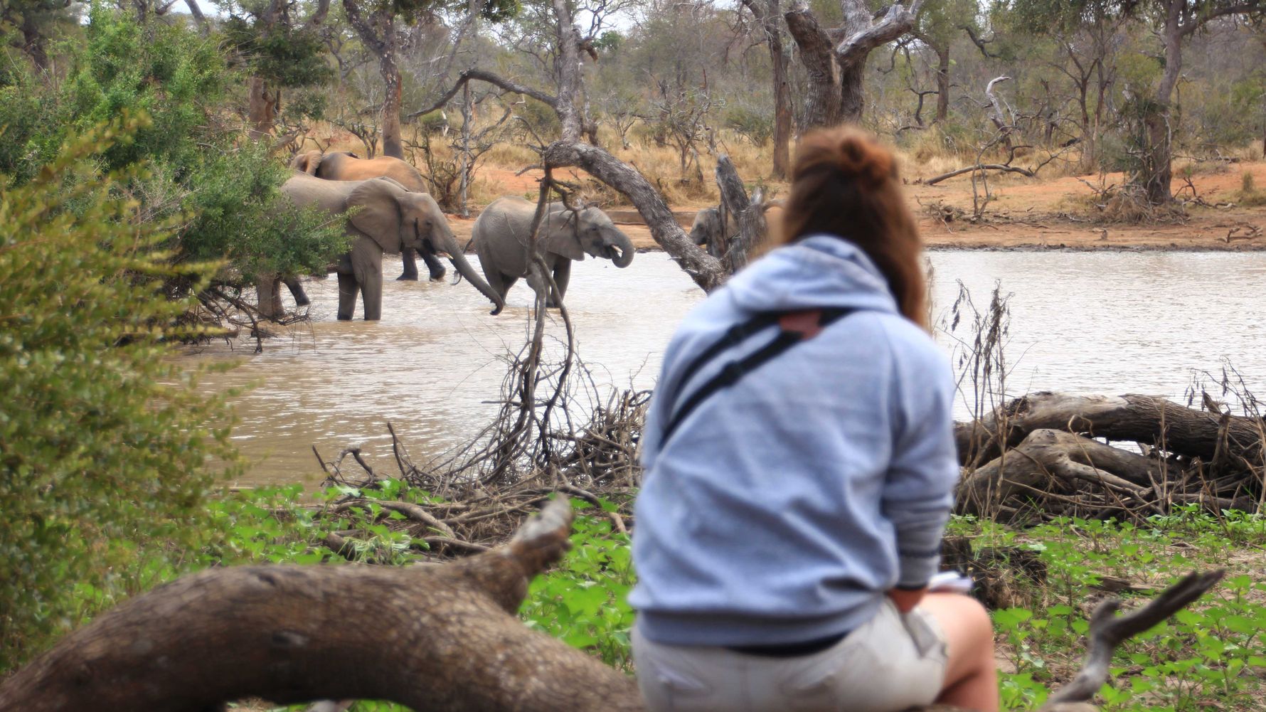 landingpage-rangerkurse-suedafrika-elefanten-natucate
