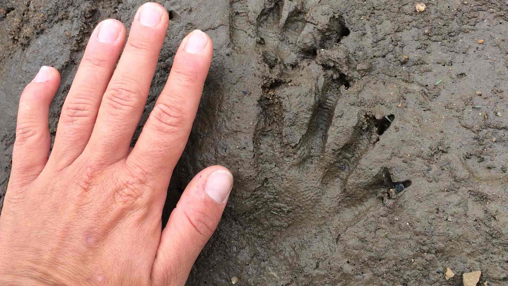 erfahrungsberichte-suedliches-afrika-pfg-rangerausbildung-tierspuren-natucate