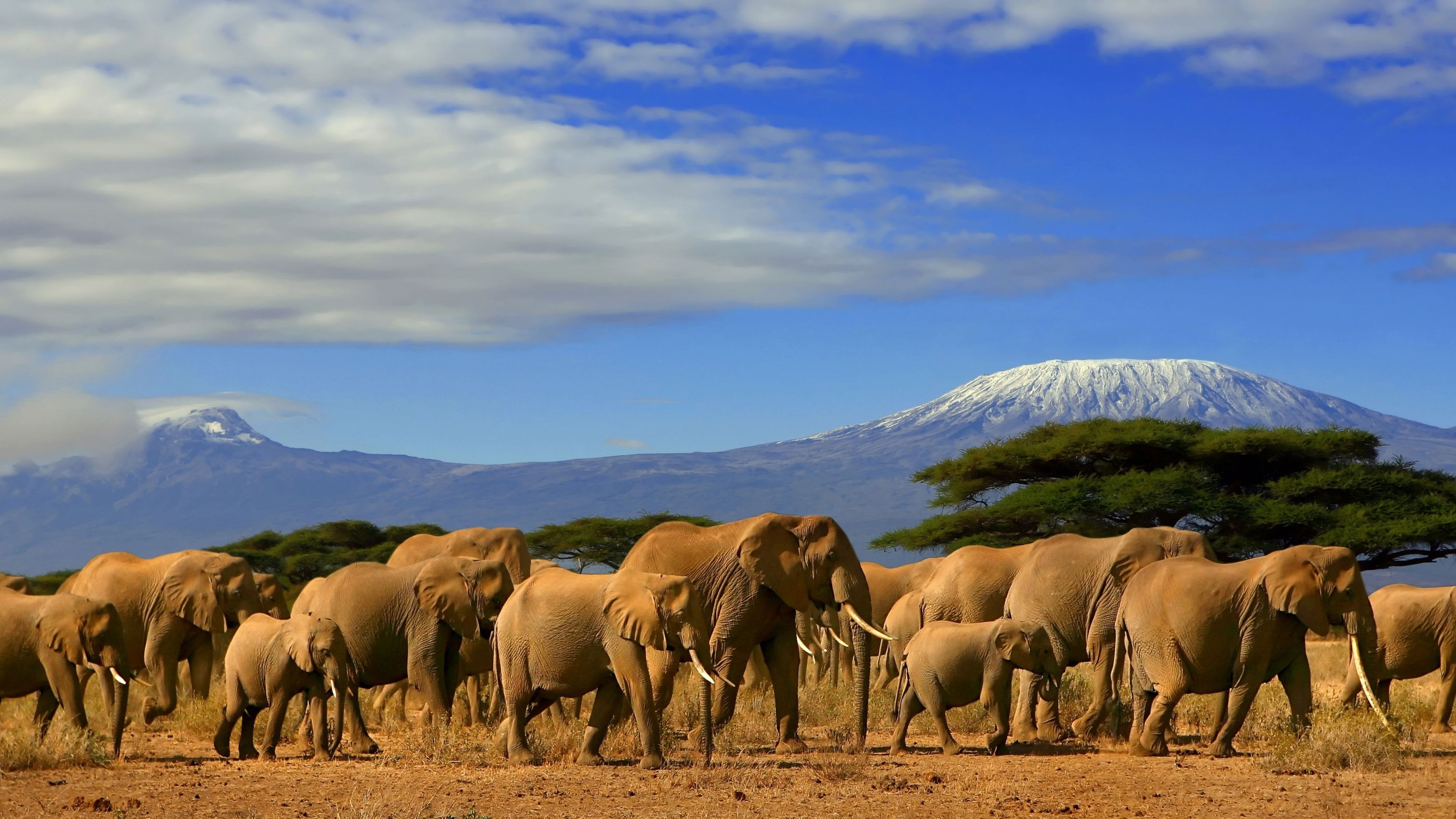 kenia-laenderinformationen-elephanten-kilimandjaro-natucate